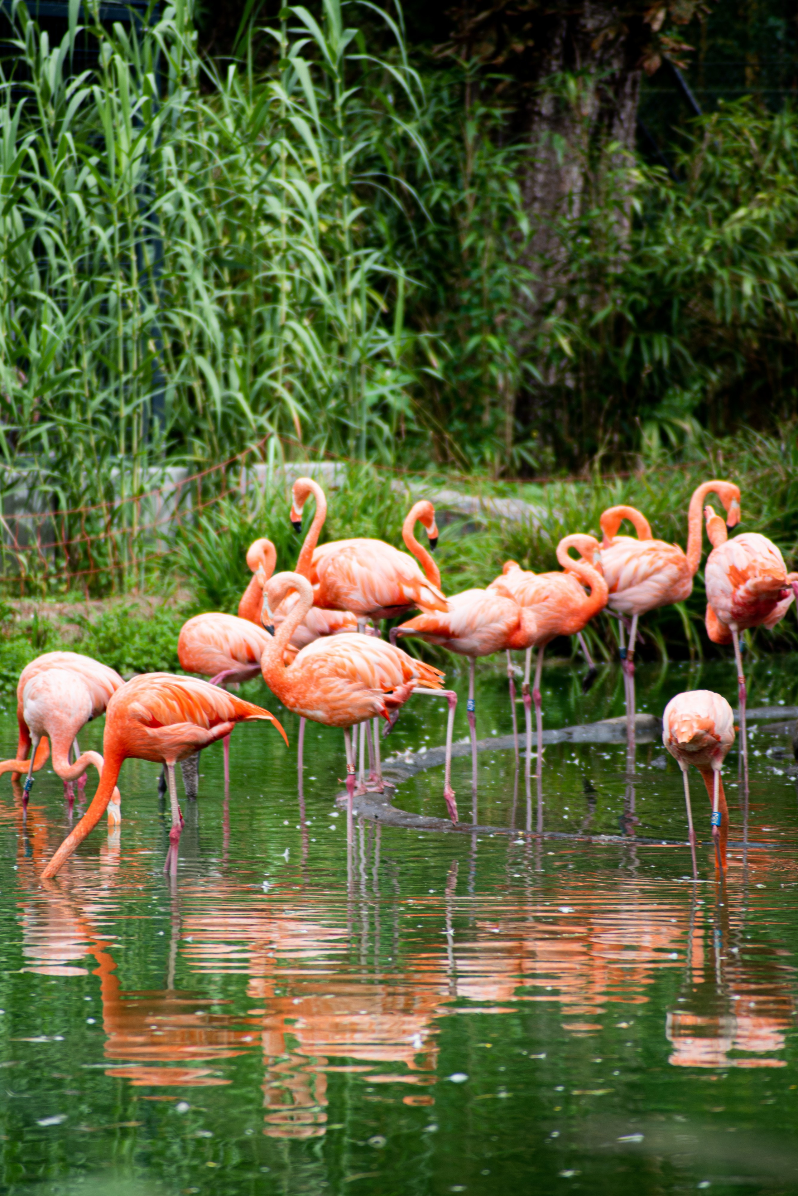Zoo Heidelberg. Фотограф Анастасія Залужна | Манхайм