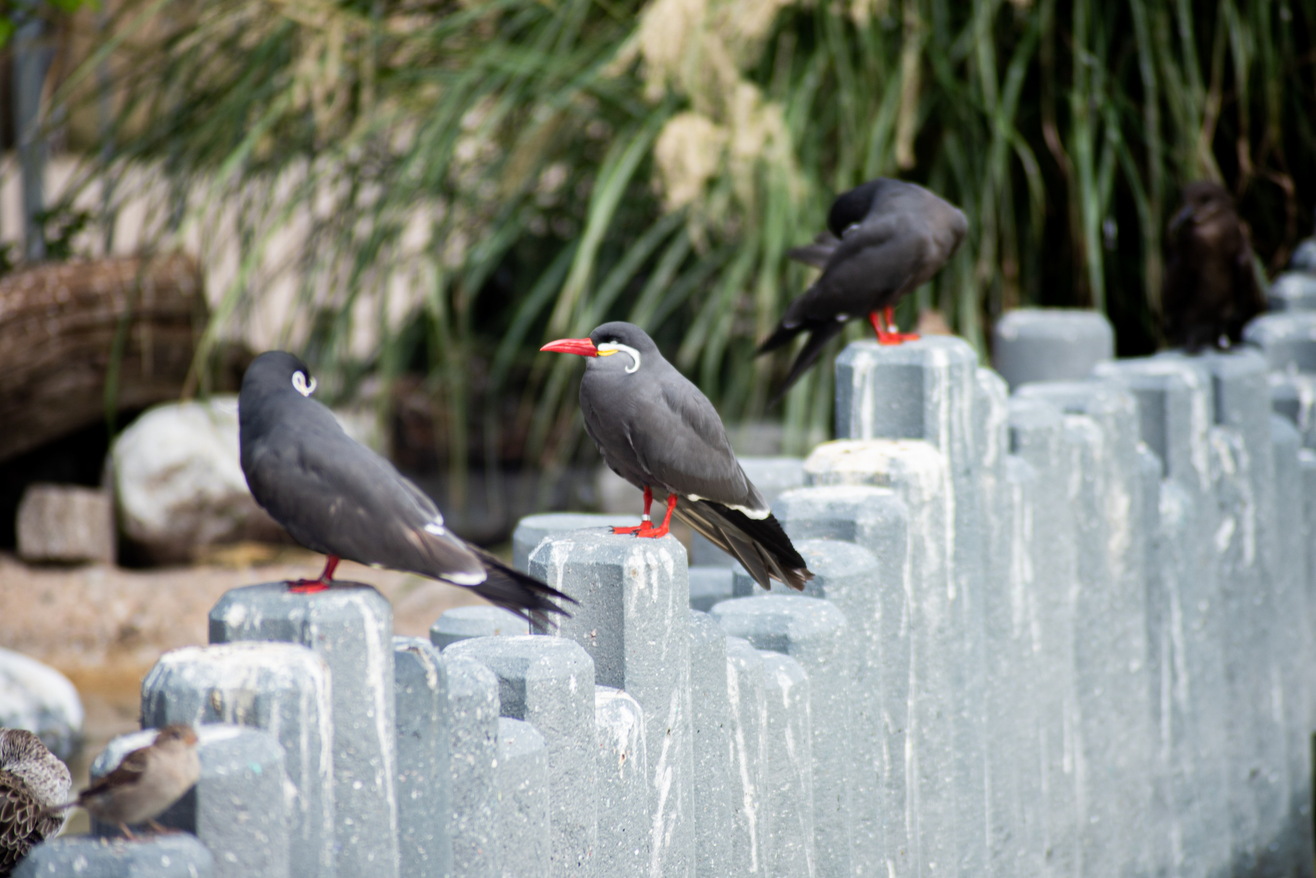 Zoo Heidelberg. Фотограф Анастасія Залужна | Манхайм