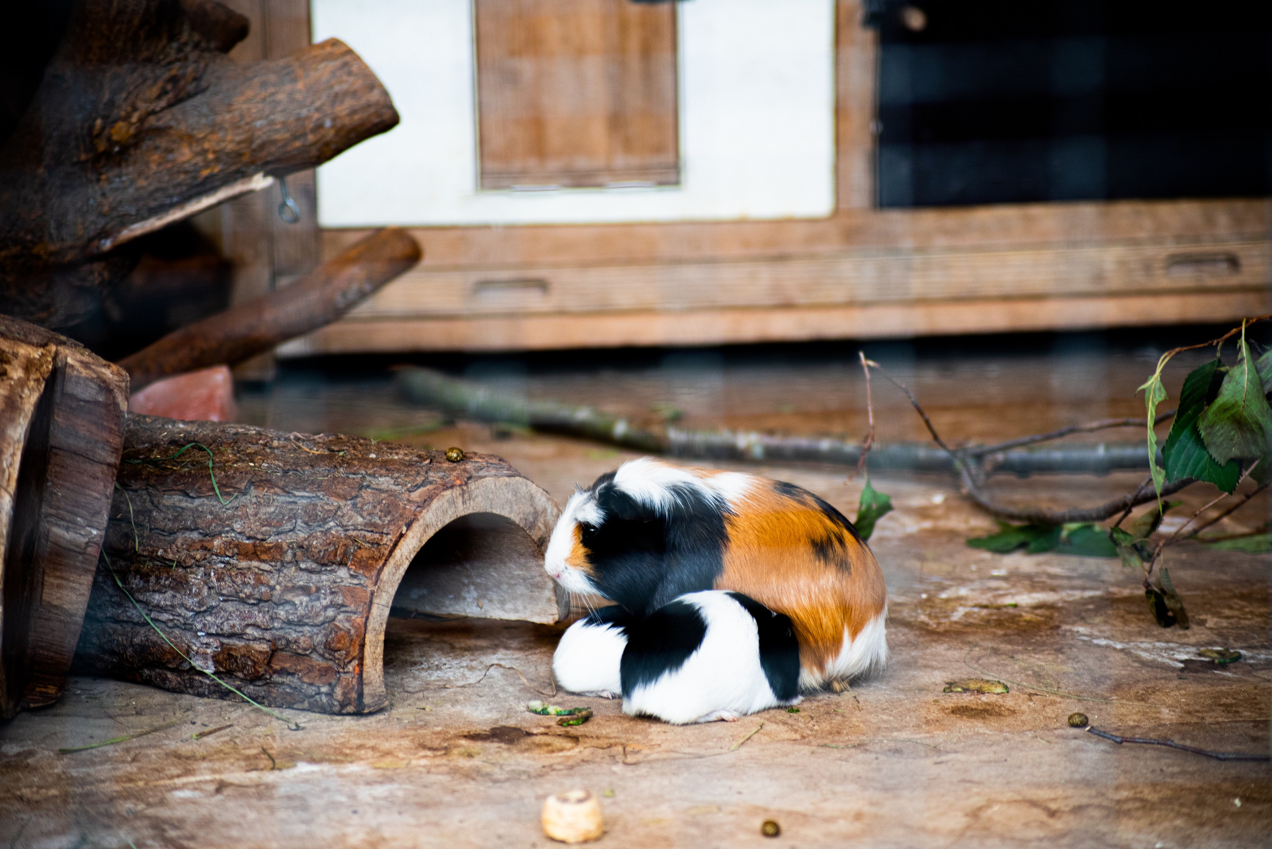 Zoo Heidelberg. Фотограф Анастасія Залужна | Манхайм