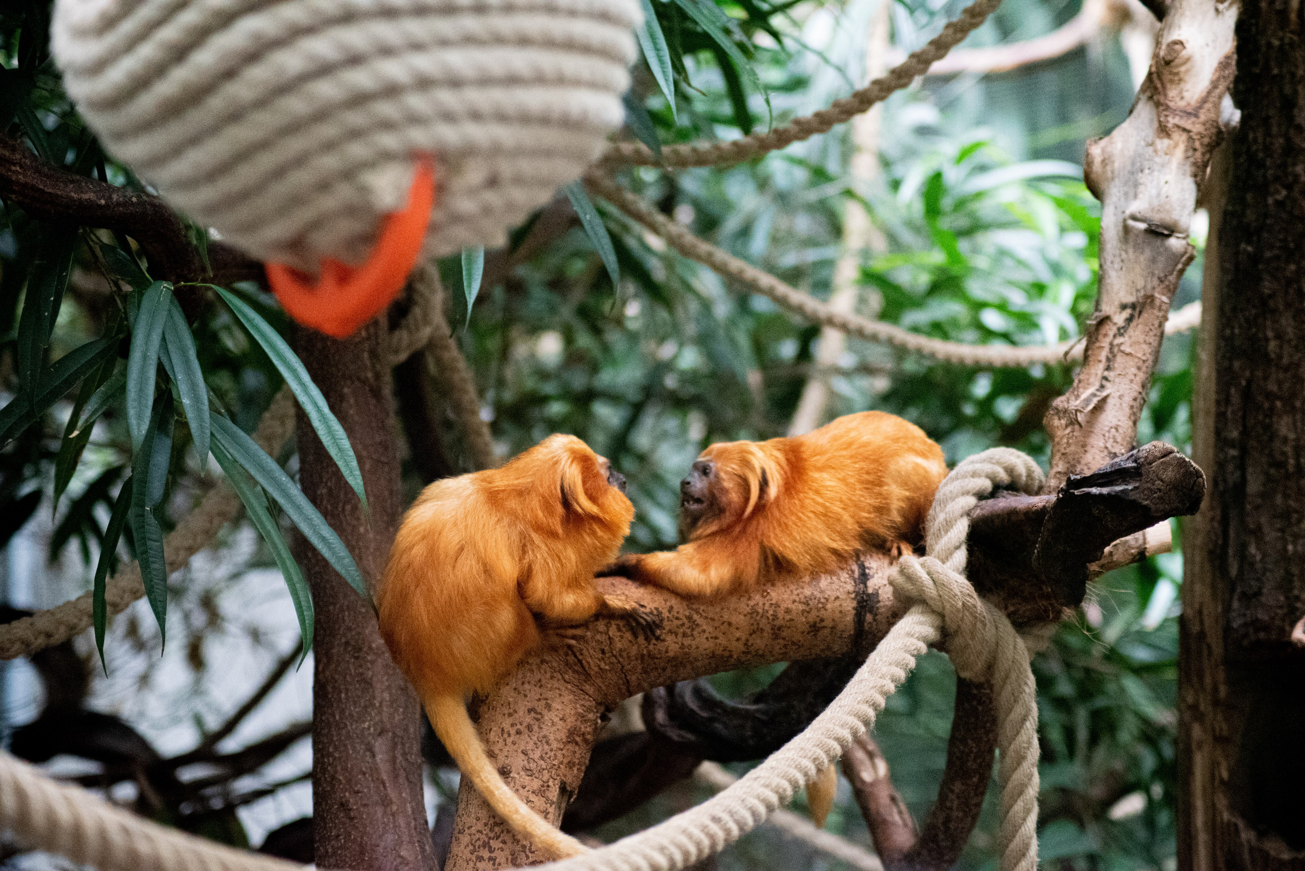 Zoo Heidelberg. Фотограф Анастасія Залужна | Манхайм