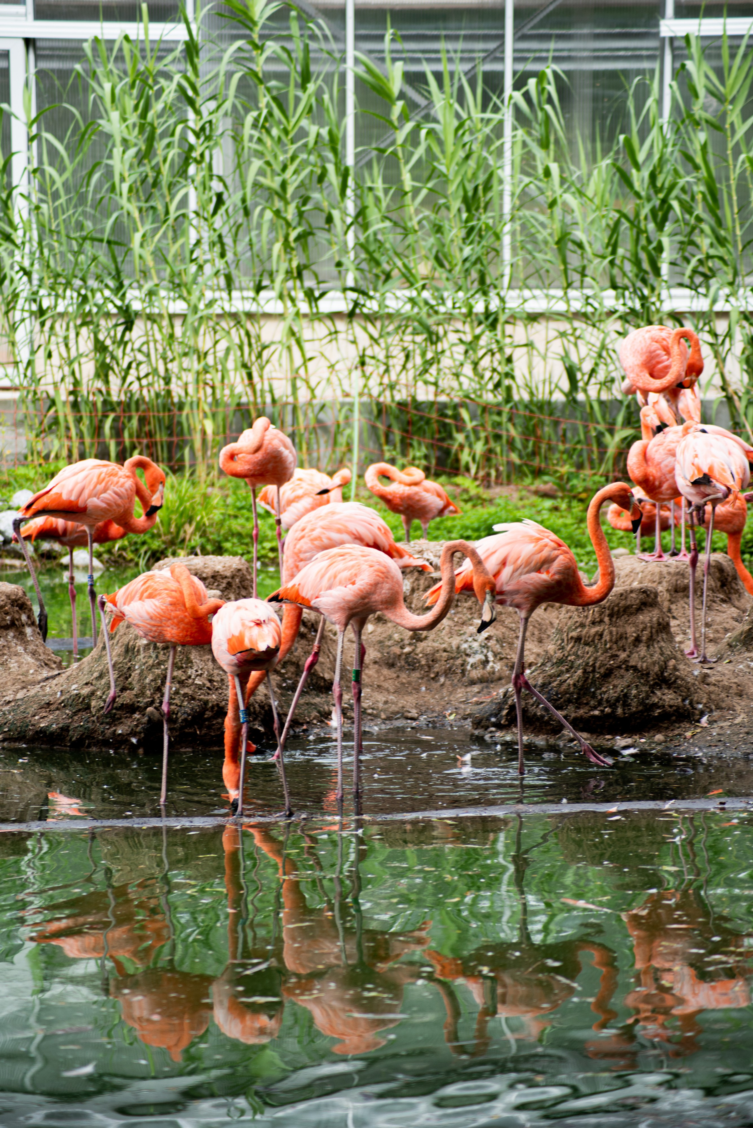 Zoo Heidelberg. Фотограф Анастасія Залужна | Манхайм