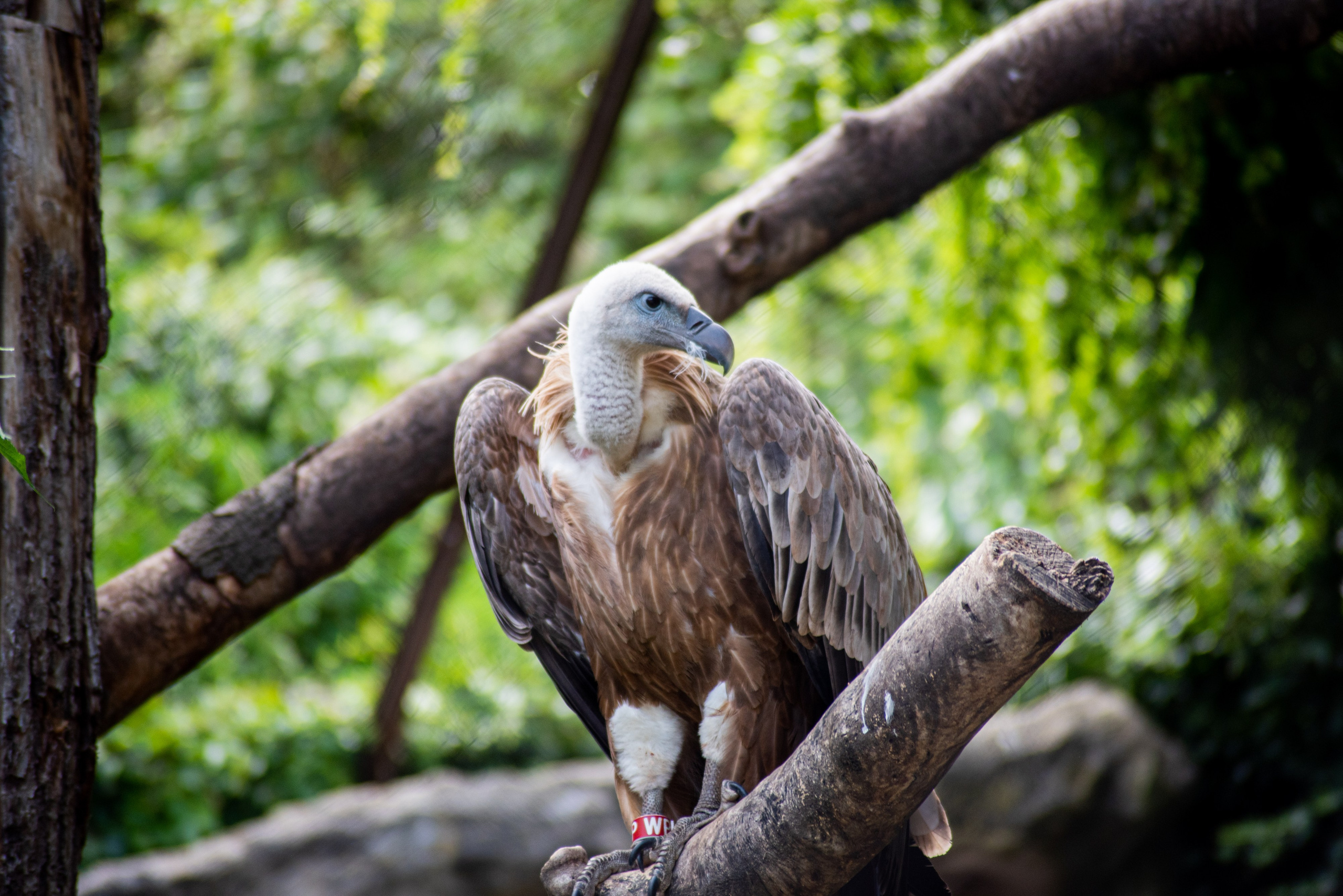 Zoo Heidelberg. Фотограф Анастасія Залужна | Манхайм