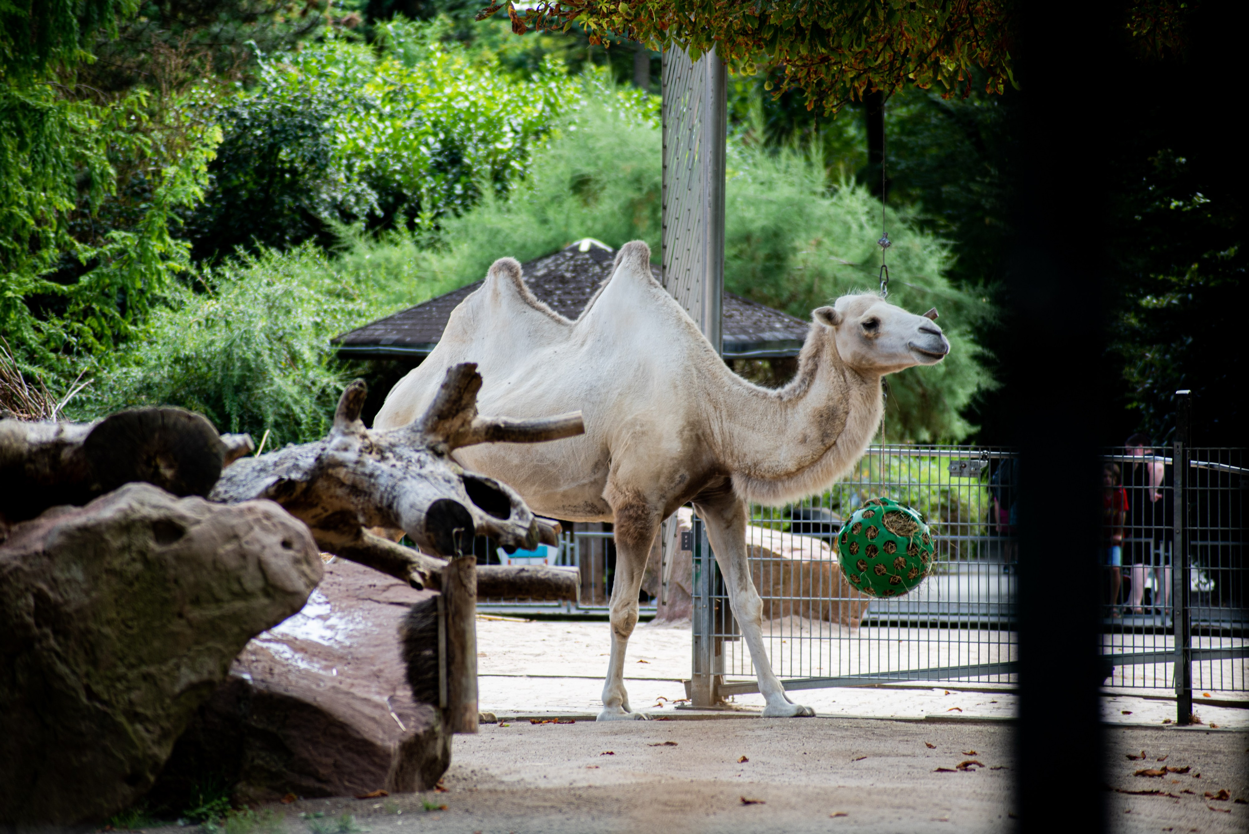 Zoo Heidelberg. Фотограф Анастасія Залужна | Манхайм