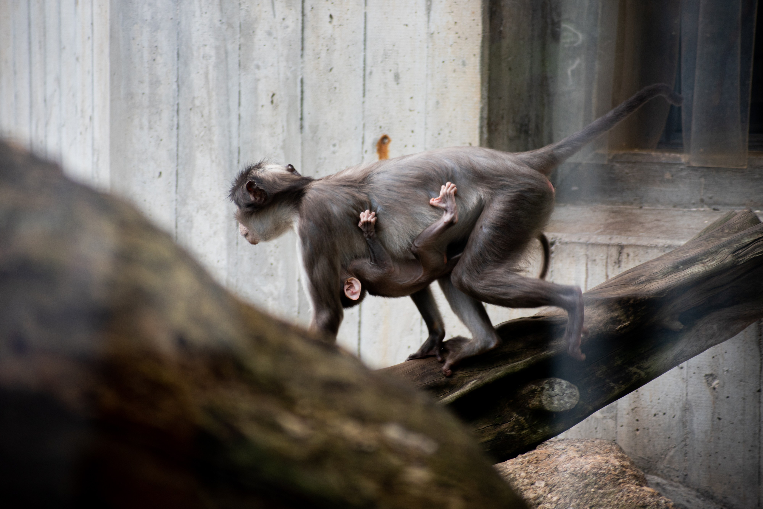 Zoo Heidelberg. Фотограф Анастасія Залужна | Манхайм