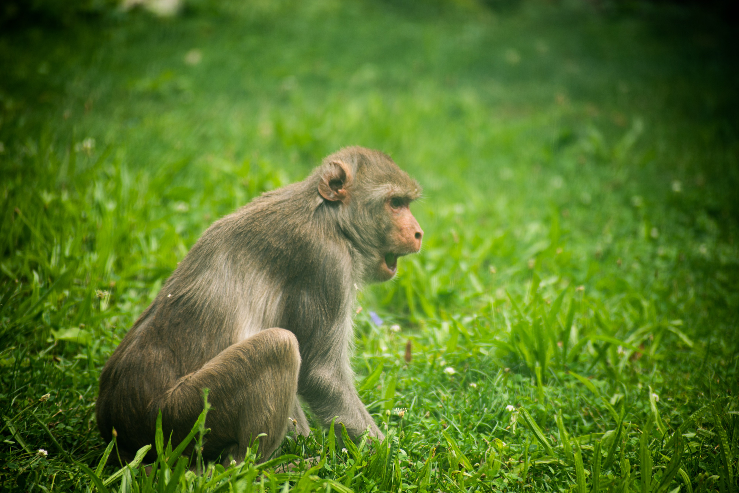 Zoo Heidelberg. Фотограф Анастасія Залужна | Манхайм