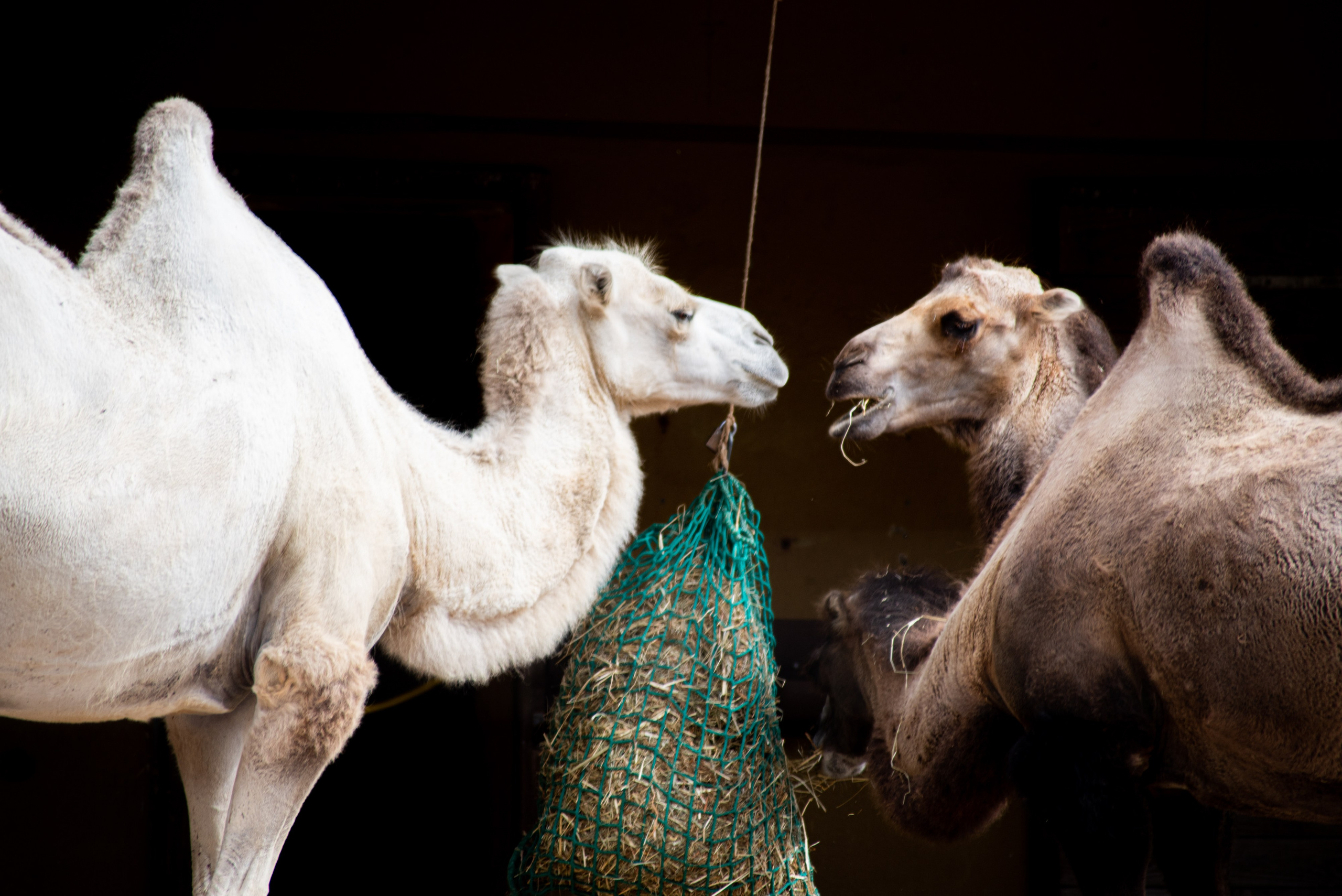 Zoo Heidelberg. Фотограф Анастасія Залужна | Манхайм