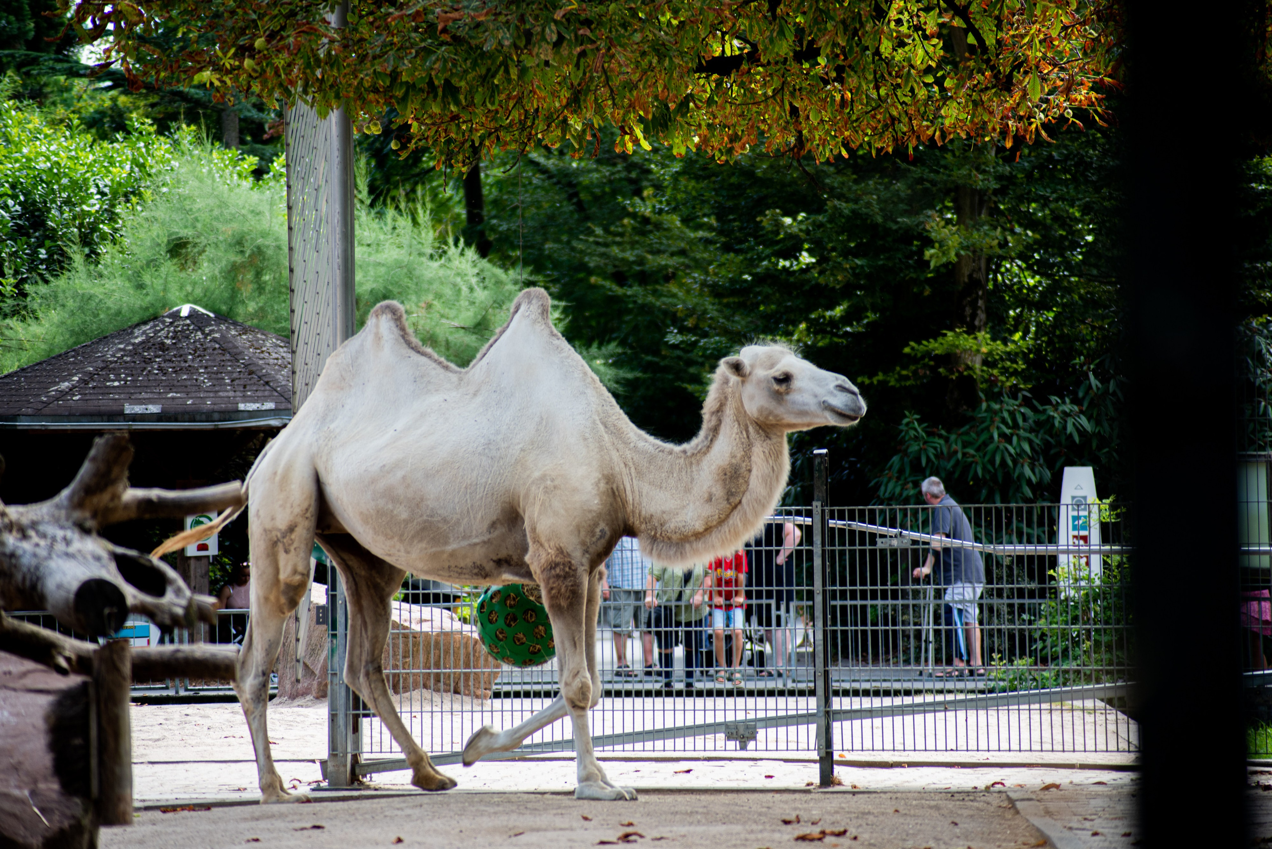 Zoo Heidelberg. Фотограф Анастасія Залужна | Манхайм