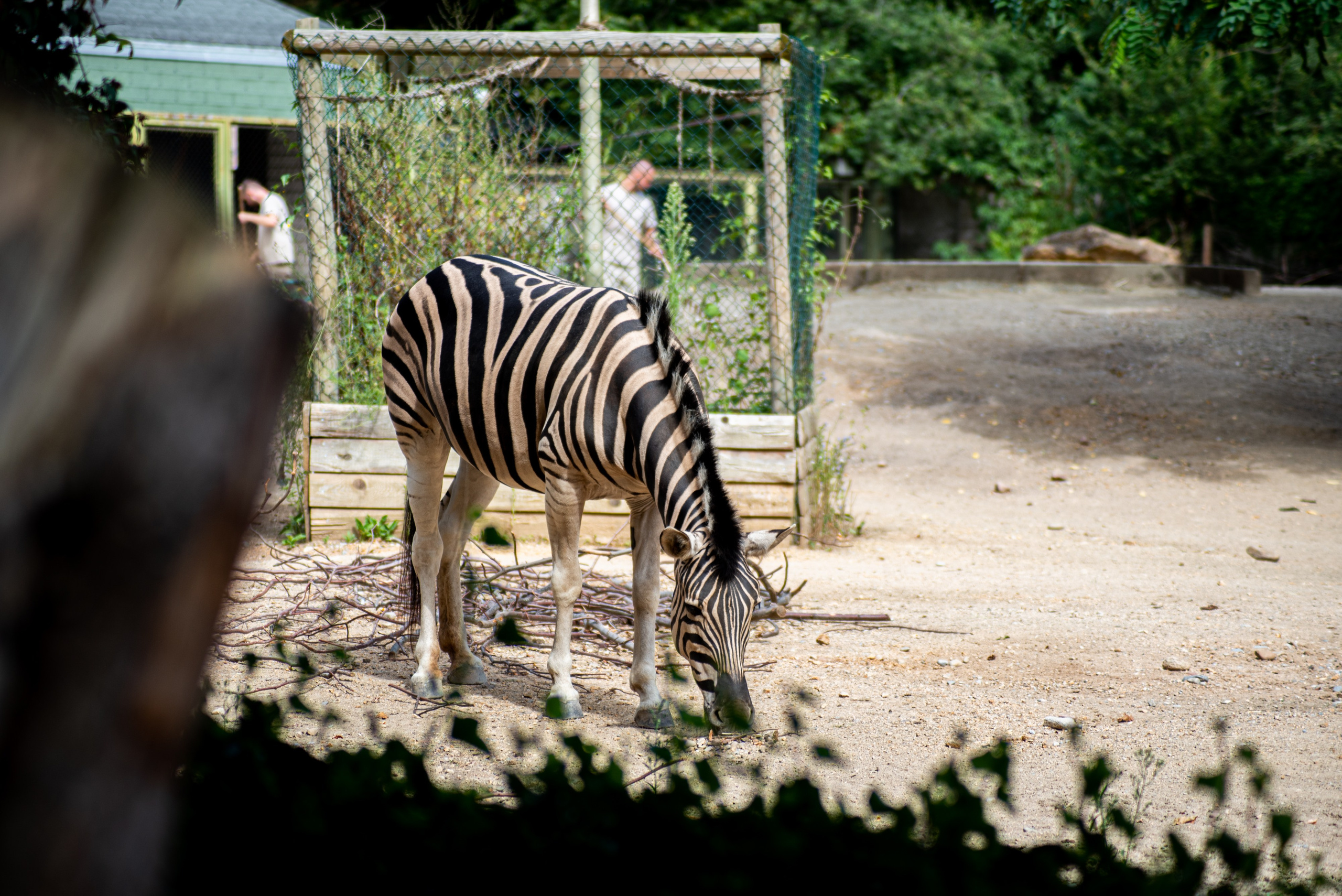 Zoo Heidelberg. Фотограф Анастасія Залужна | Манхайм