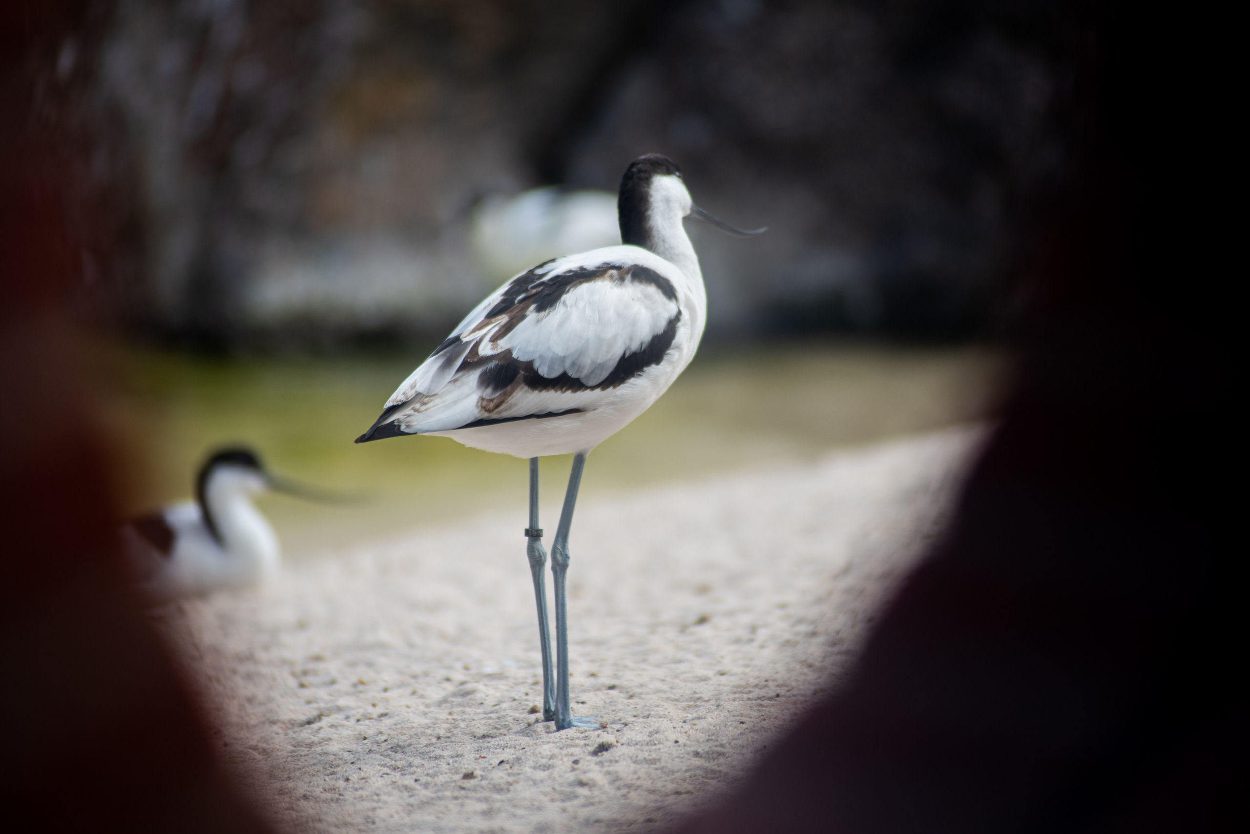 Zoo Heidelberg. Фотограф Анастасія Залужна | Манхайм