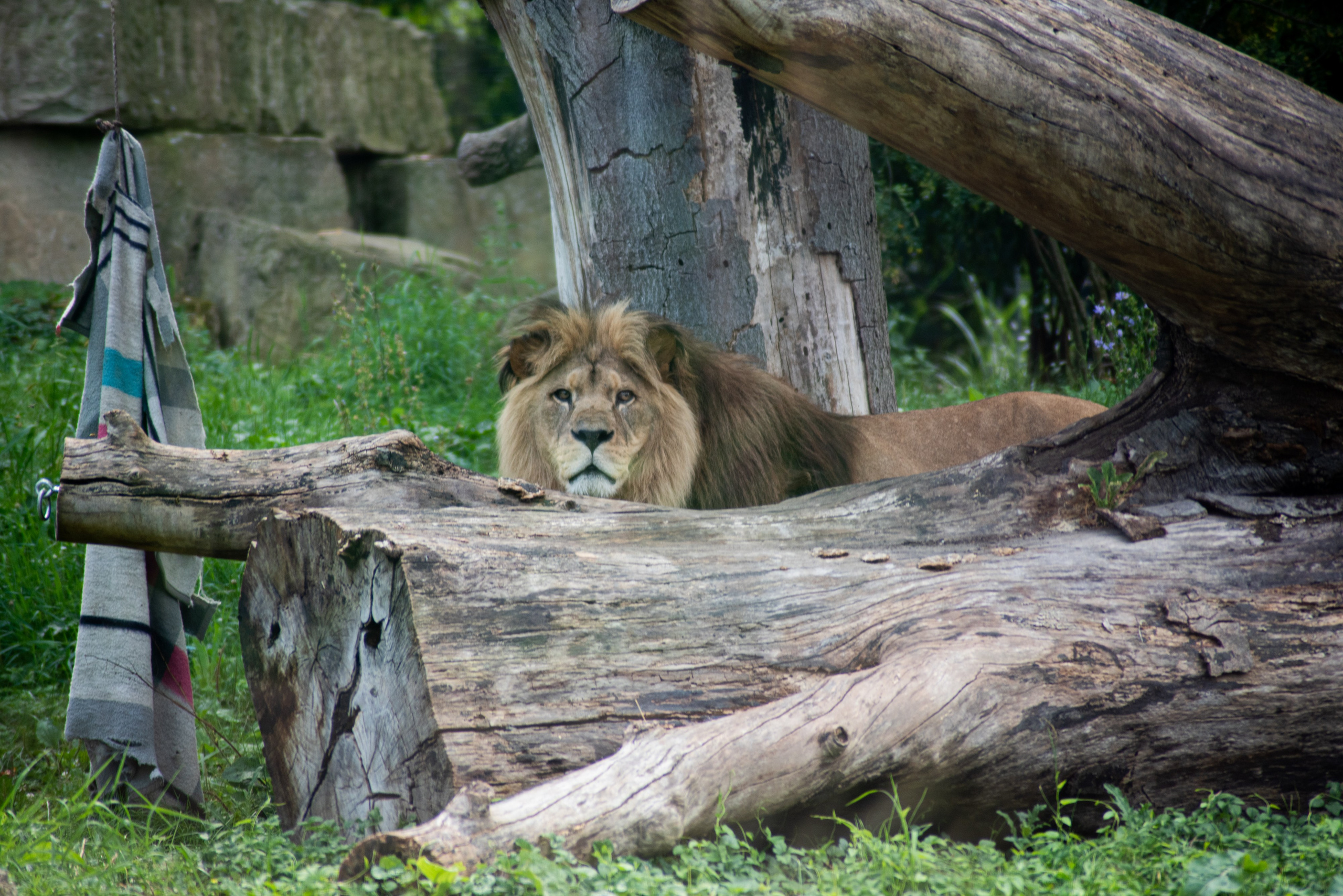 Zoo Heidelberg. Фотограф Анастасія Залужна | Манхайм
