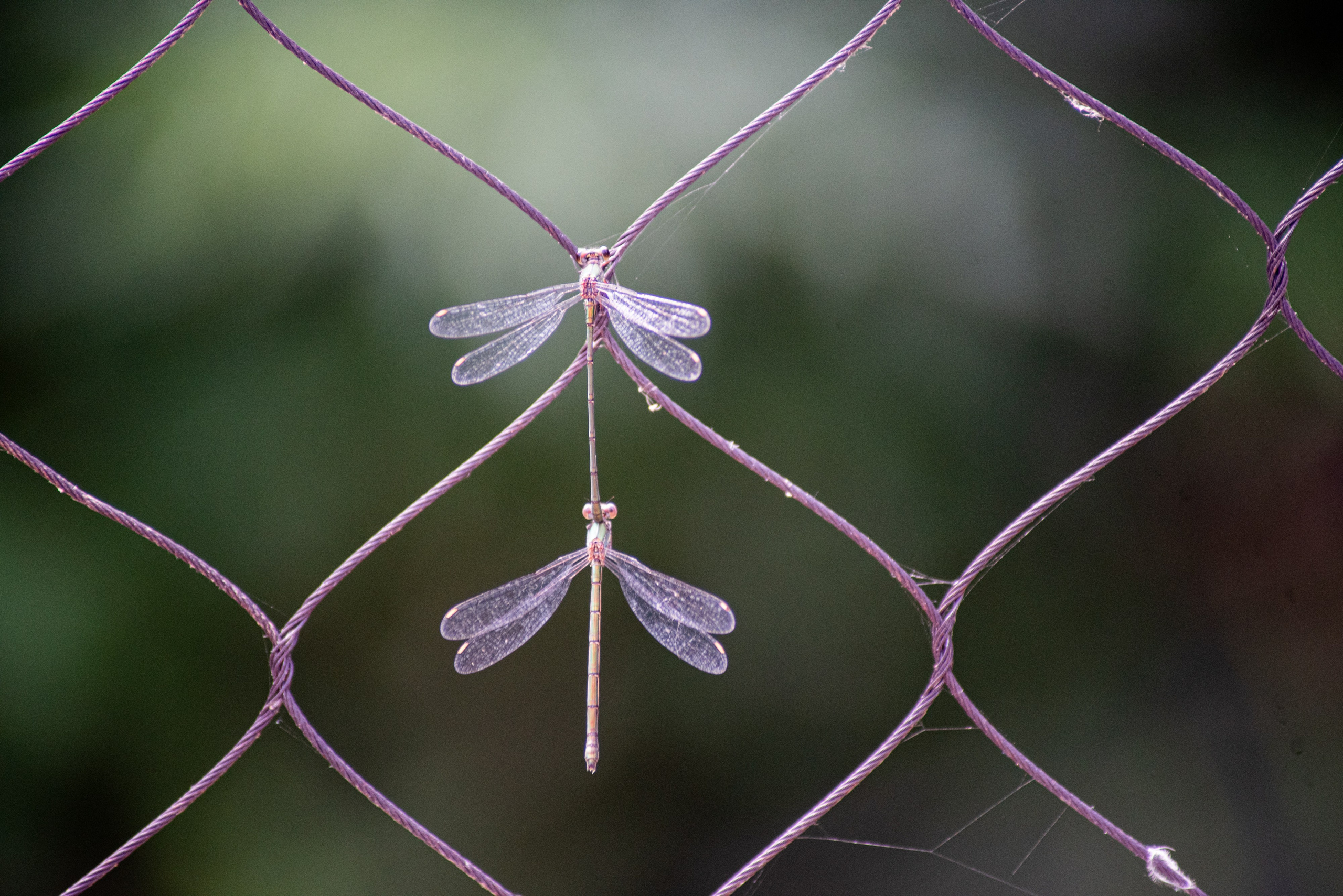 Zoo Heidelberg. Фотограф Анастасія Залужна | Манхайм
