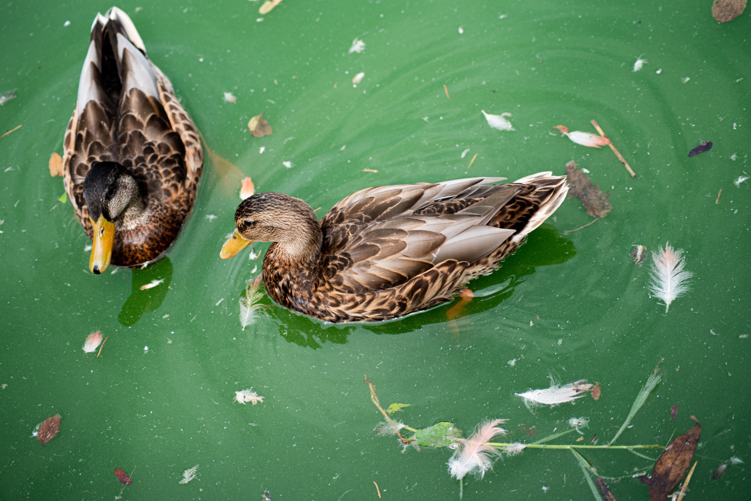 Zoo Heidelberg. Фотограф Анастасія Залужна | Манхайм