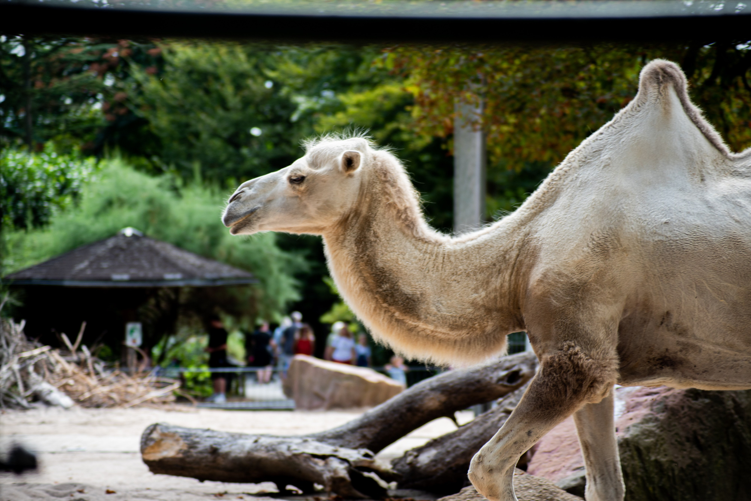 Zoo Heidelberg. Фотограф Анастасія Залужна | Манхайм