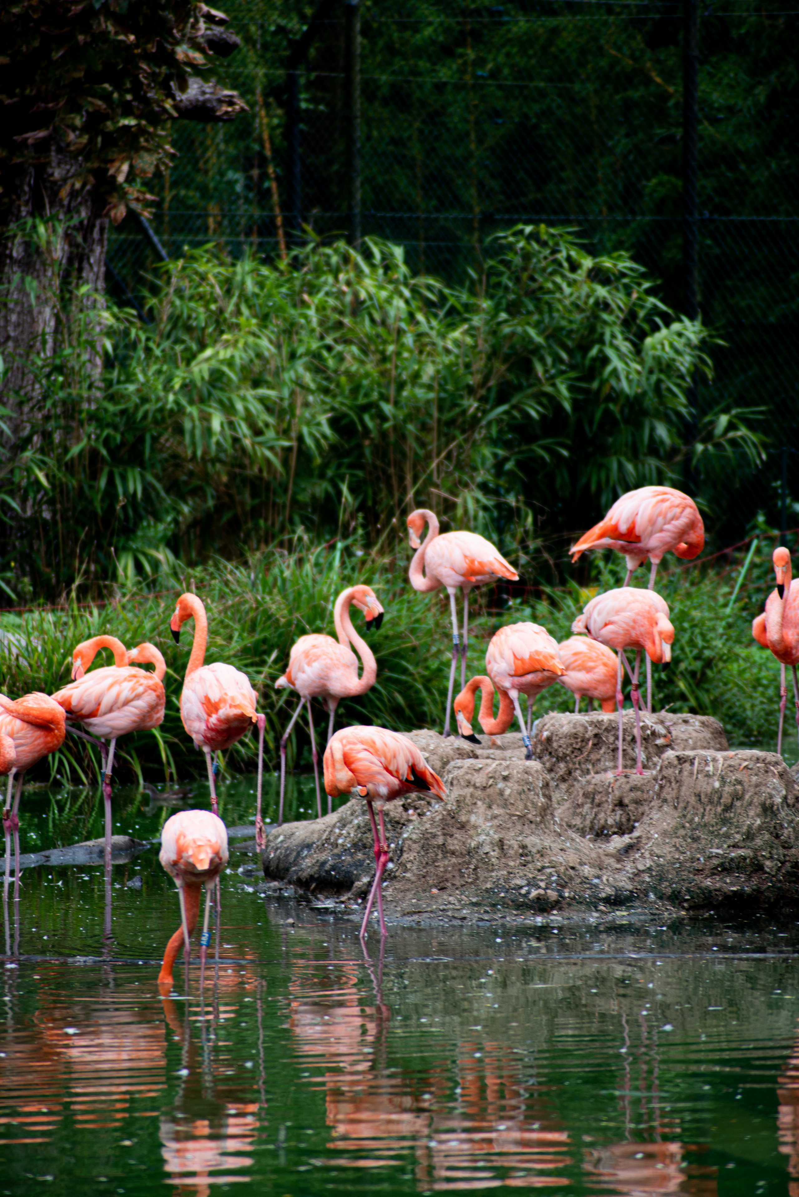 Zoo Heidelberg. Фотограф Анастасія Залужна | Манхайм
