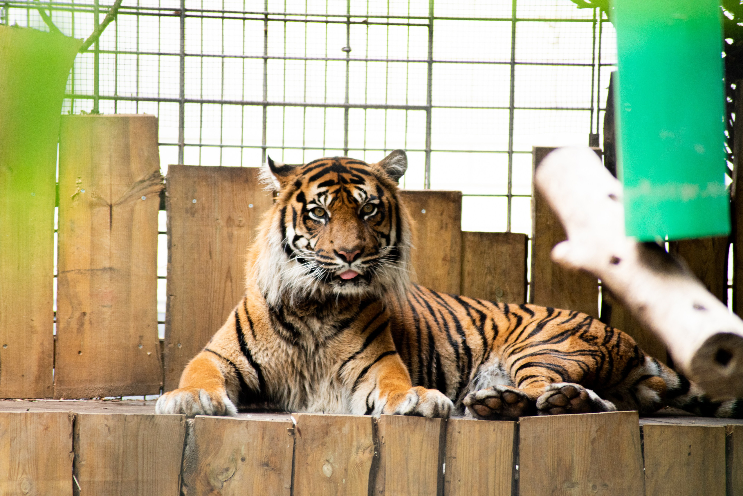 Zoo Heidelberg. Фотограф Анастасія Залужна | Манхайм