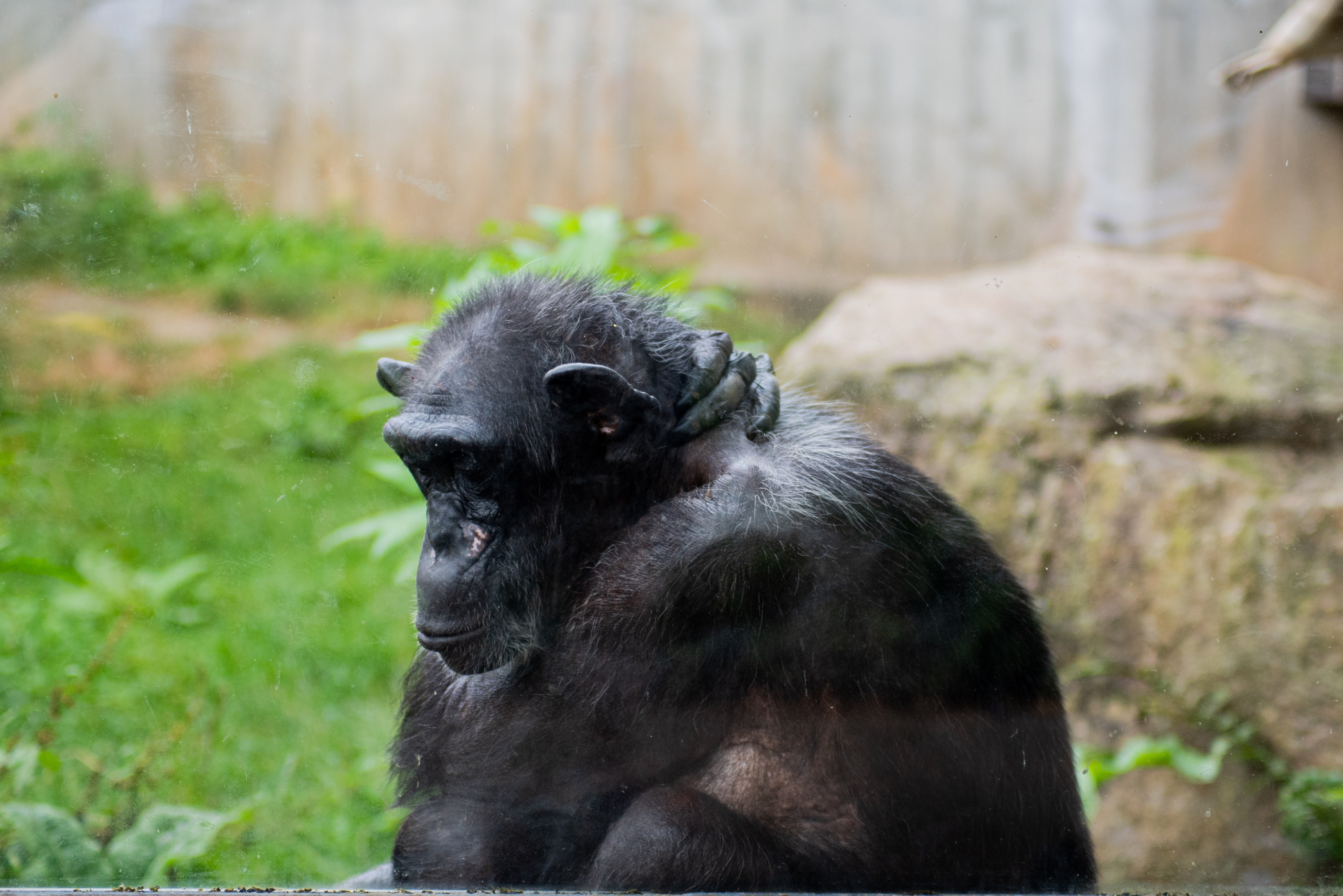 Zoo Heidelberg. Фотограф Анастасія Залужна | Манхайм