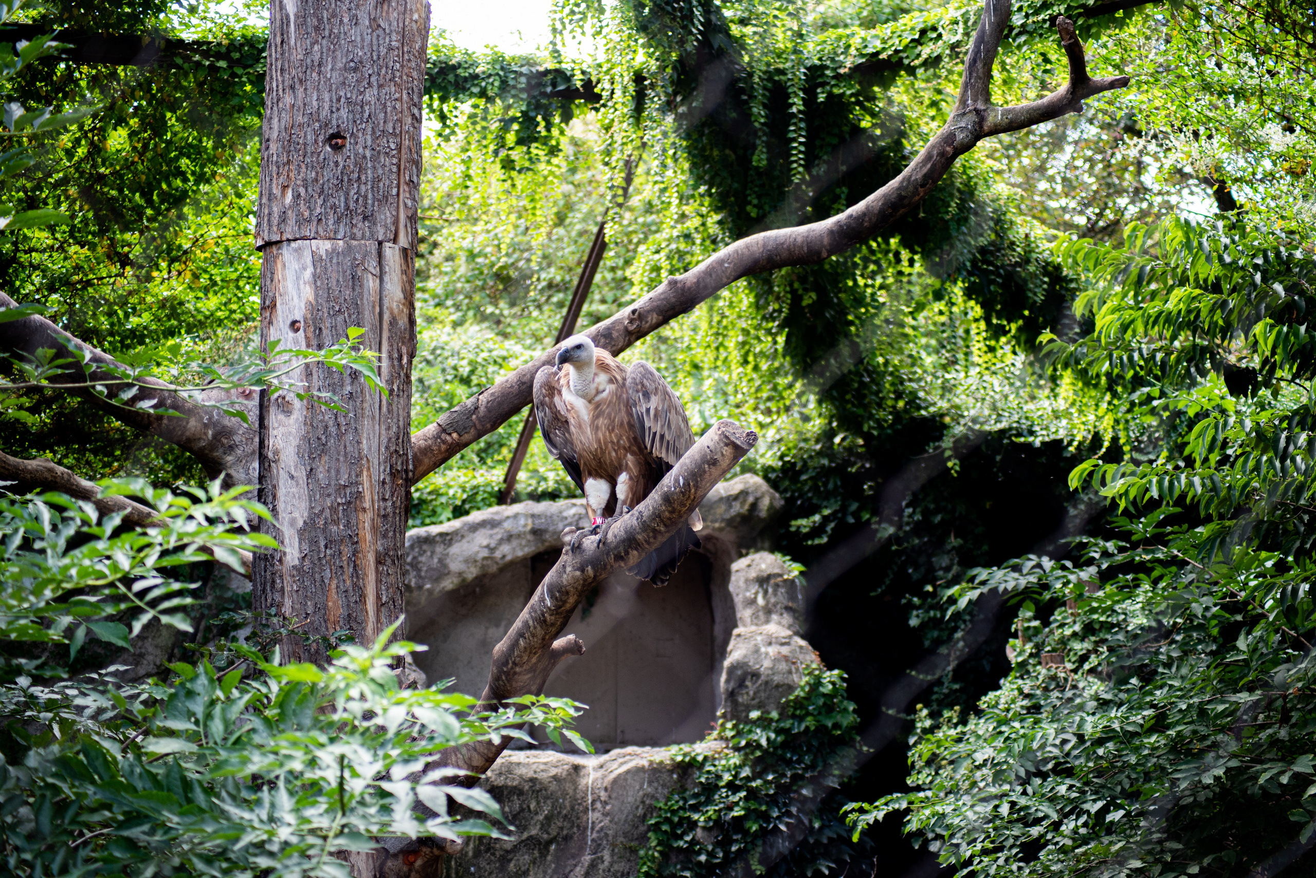 Zoo Heidelberg. Фотограф Анастасія Залужна | Манхайм