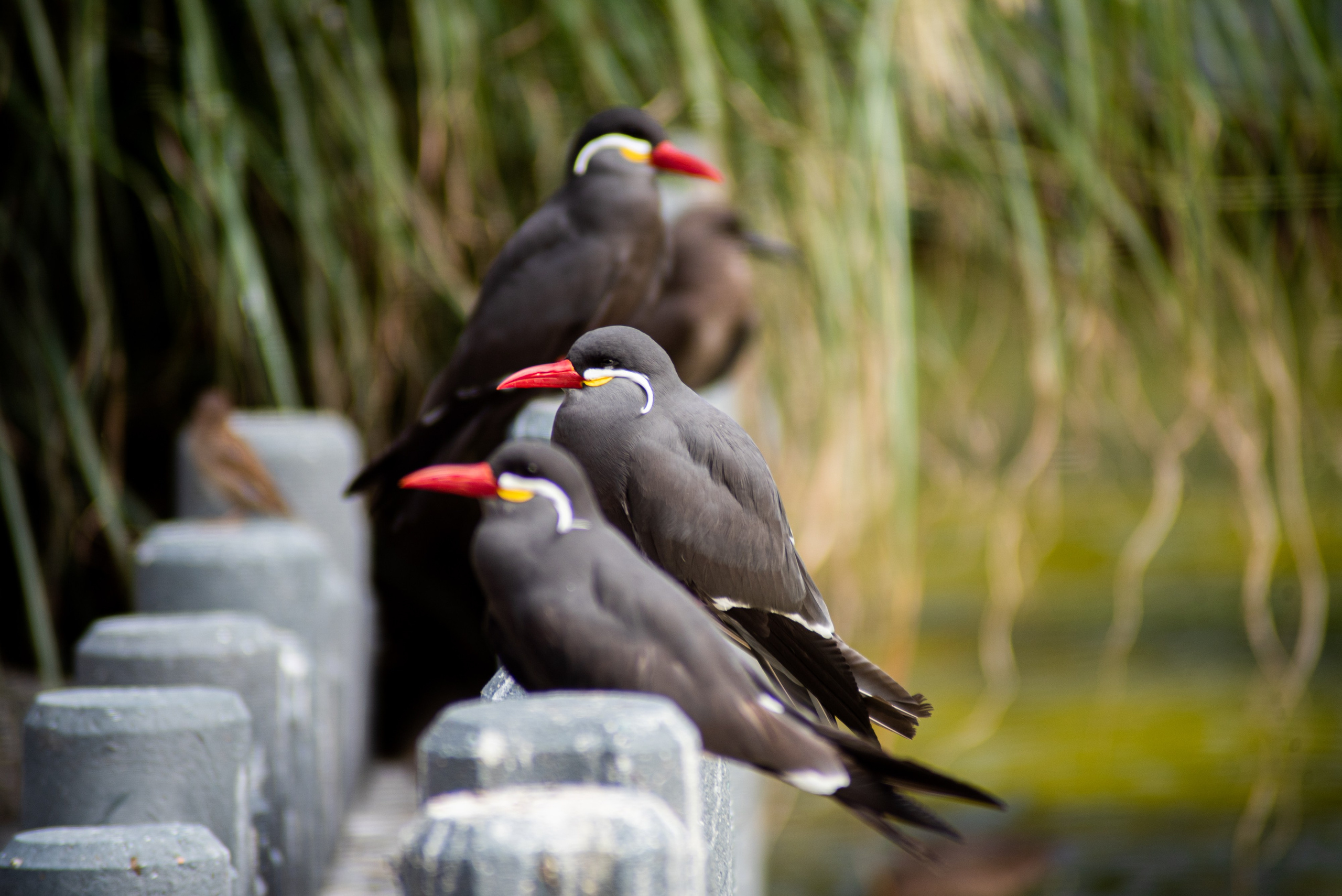 Zoo Heidelberg. Фотограф Анастасія Залужна | Манхайм