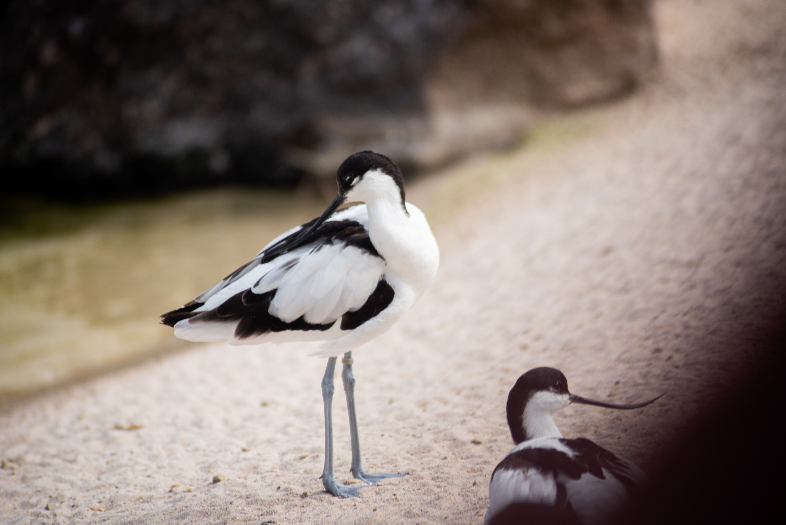 Zoo Heidelberg. Фотограф Анастасія Залужна | Манхайм