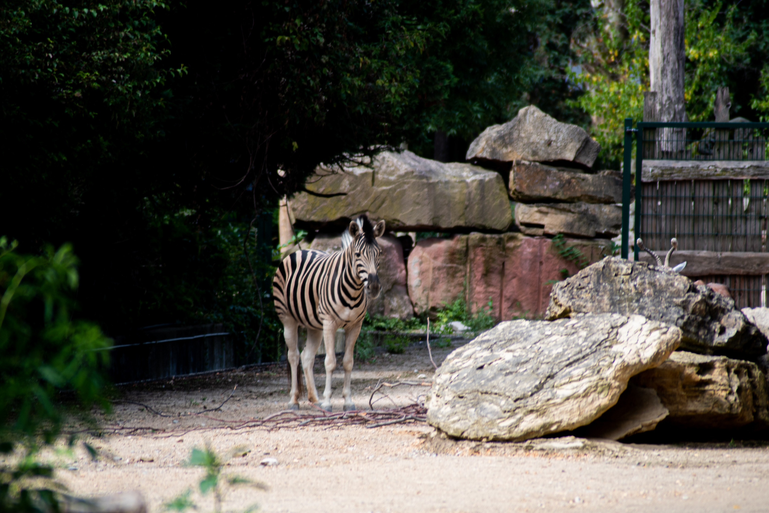 Zoo Heidelberg. Фотограф Анастасія Залужна | Манхайм