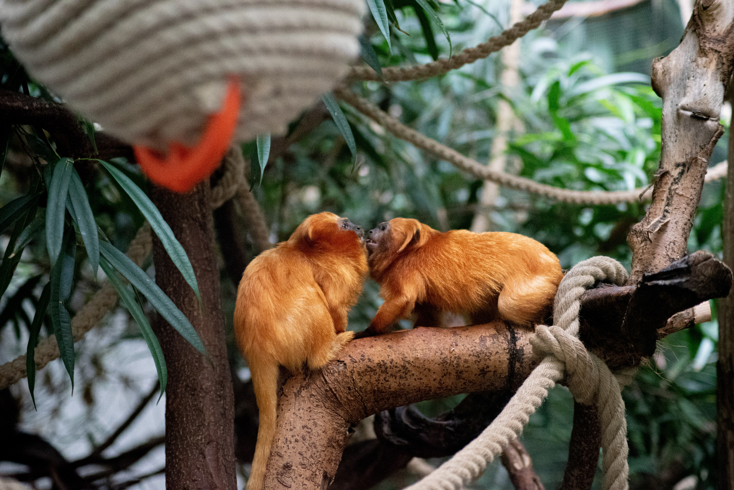 Zoo Heidelberg. Фотограф Анастасія Залужна | Манхайм