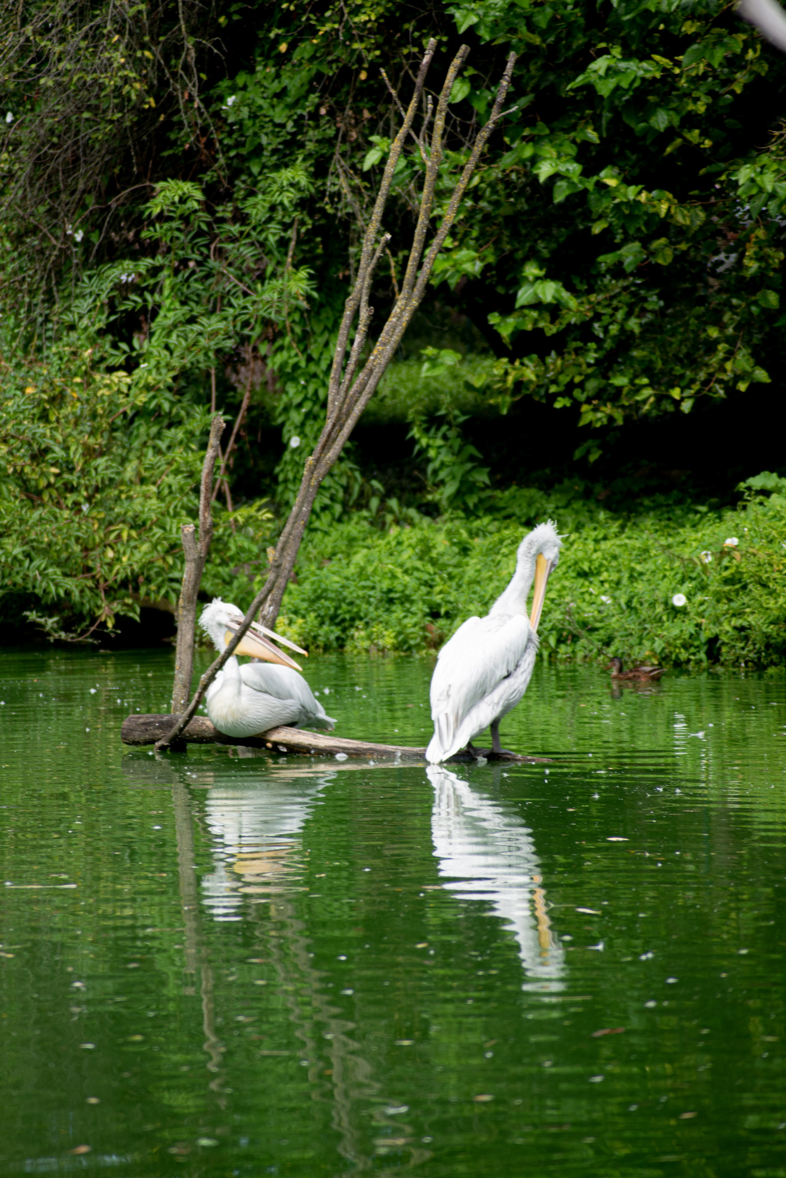 Zoo Heidelberg. Фотограф Анастасія Залужна | Манхайм