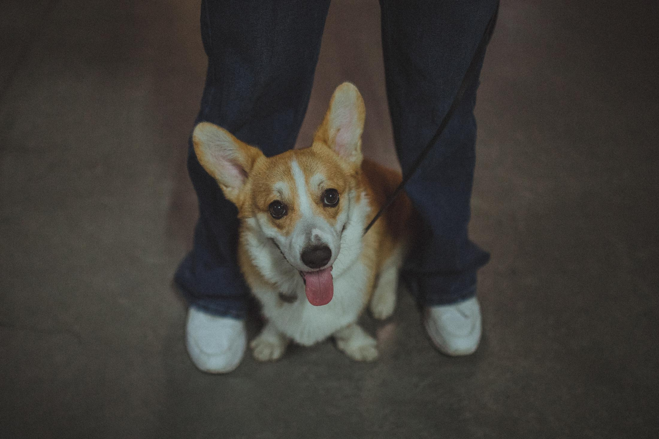 Родина Оскара. Фотограф-анімаліст Київ
