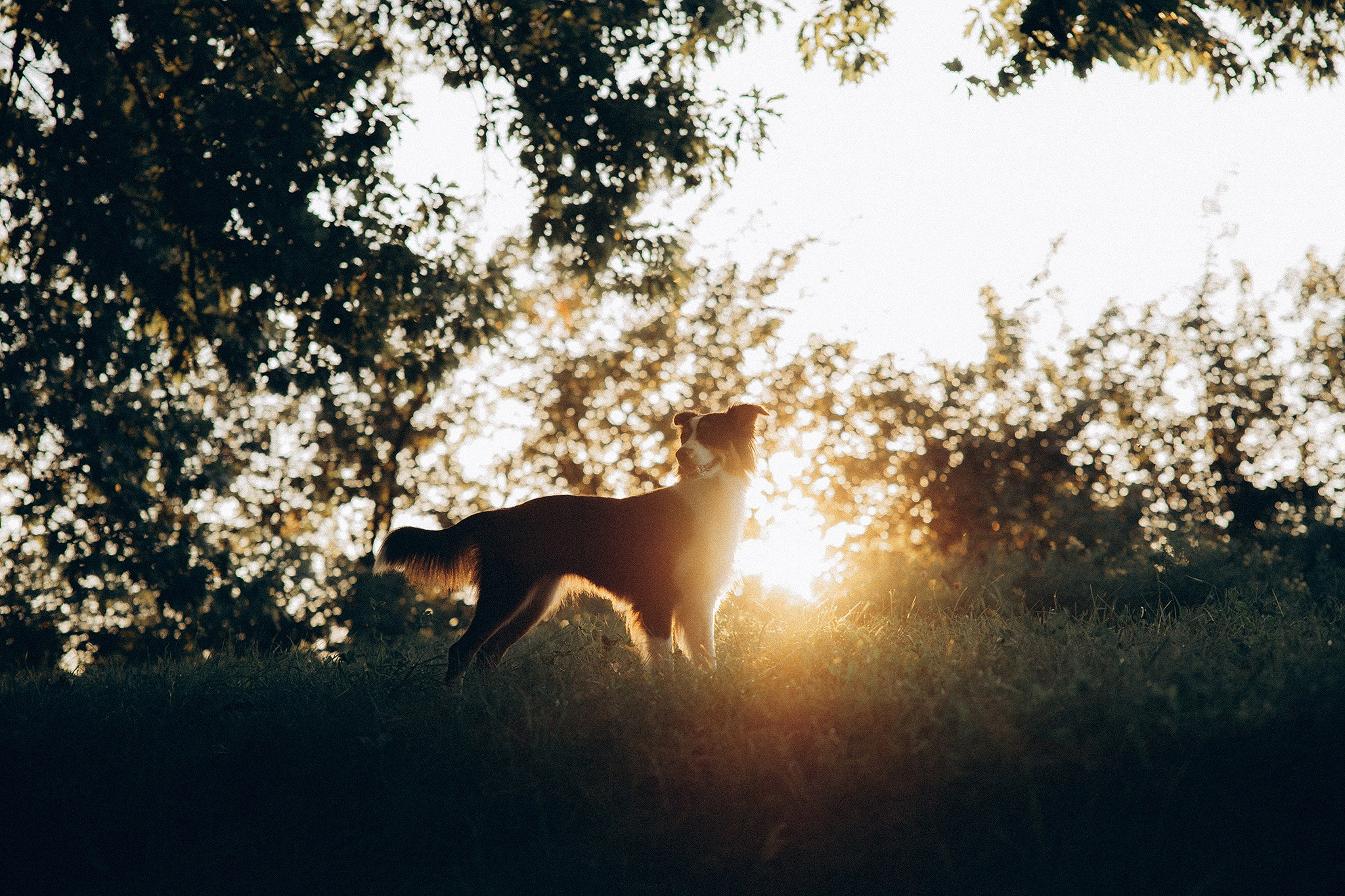 Арві та її родина. Фотограф-анімаліст Київ
