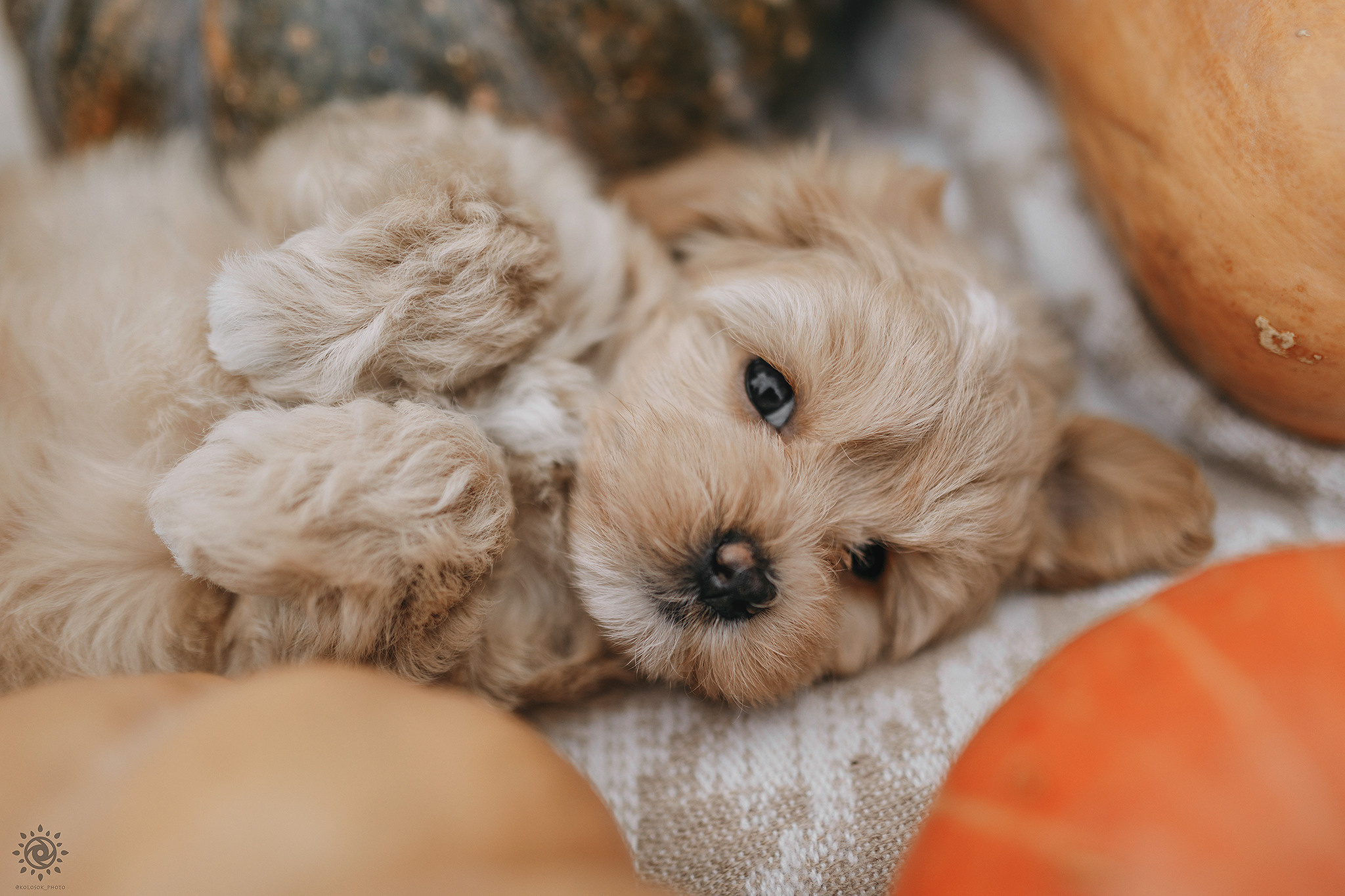 Мальтіпу. Фотограф-анімаліст Київ