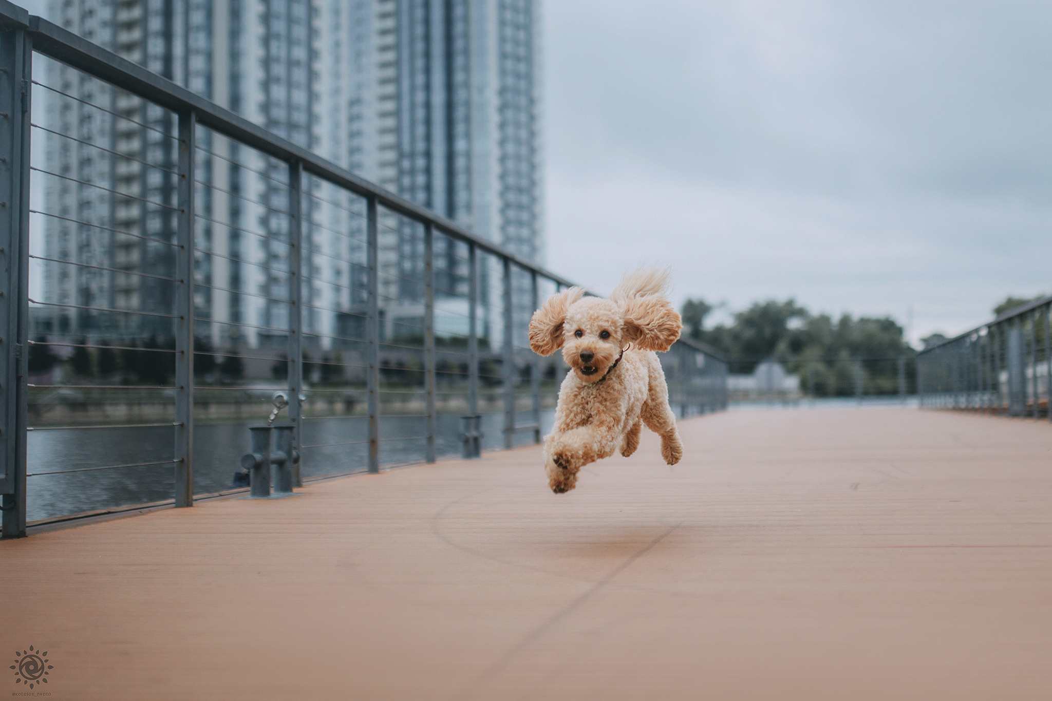 Родина Фініка. Фотограф-анімаліст Київ