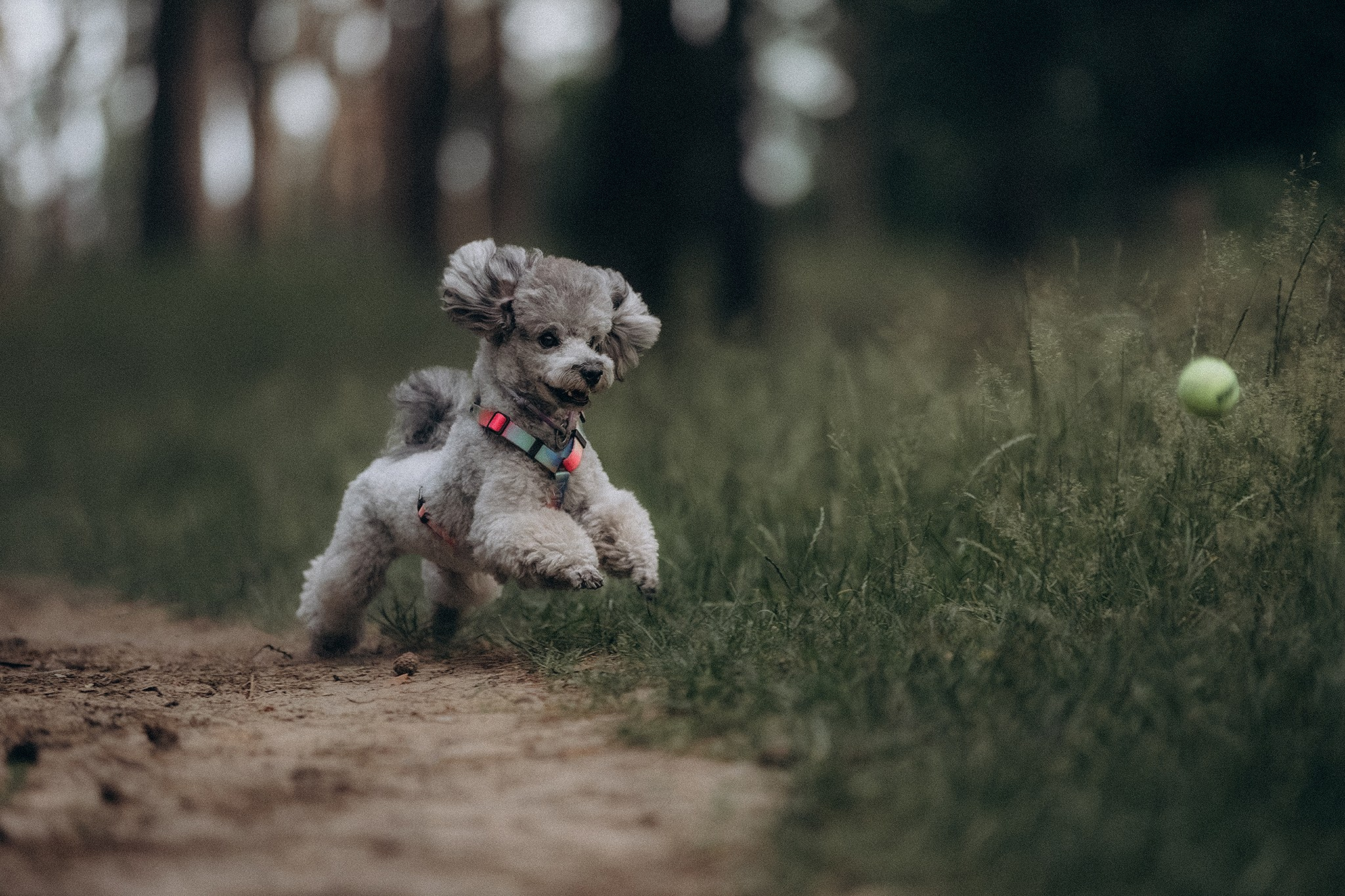 Родина Моніка. Фотограф-анімаліст Київ