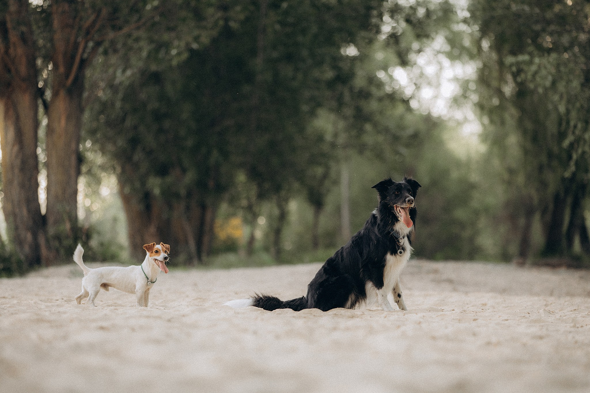 Інна та Макс з хлопцями. Фотограф-анімаліст Київ