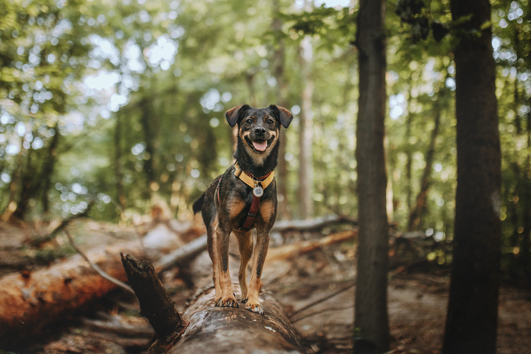 Родина Оливки. Фотограф-анімаліст Київ