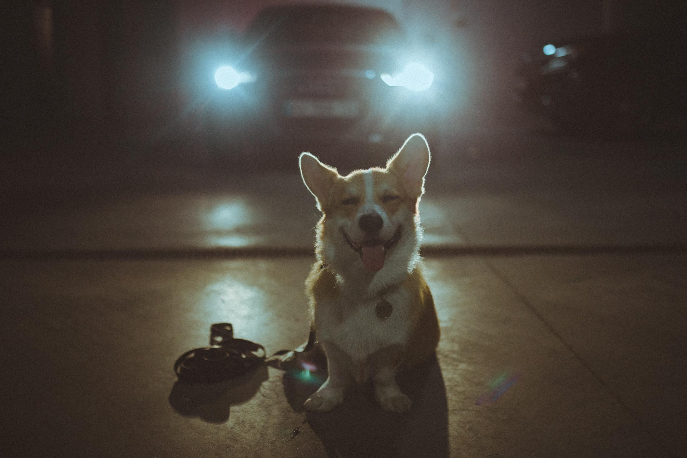 Родина Оскара. Фотограф-анімаліст Київ