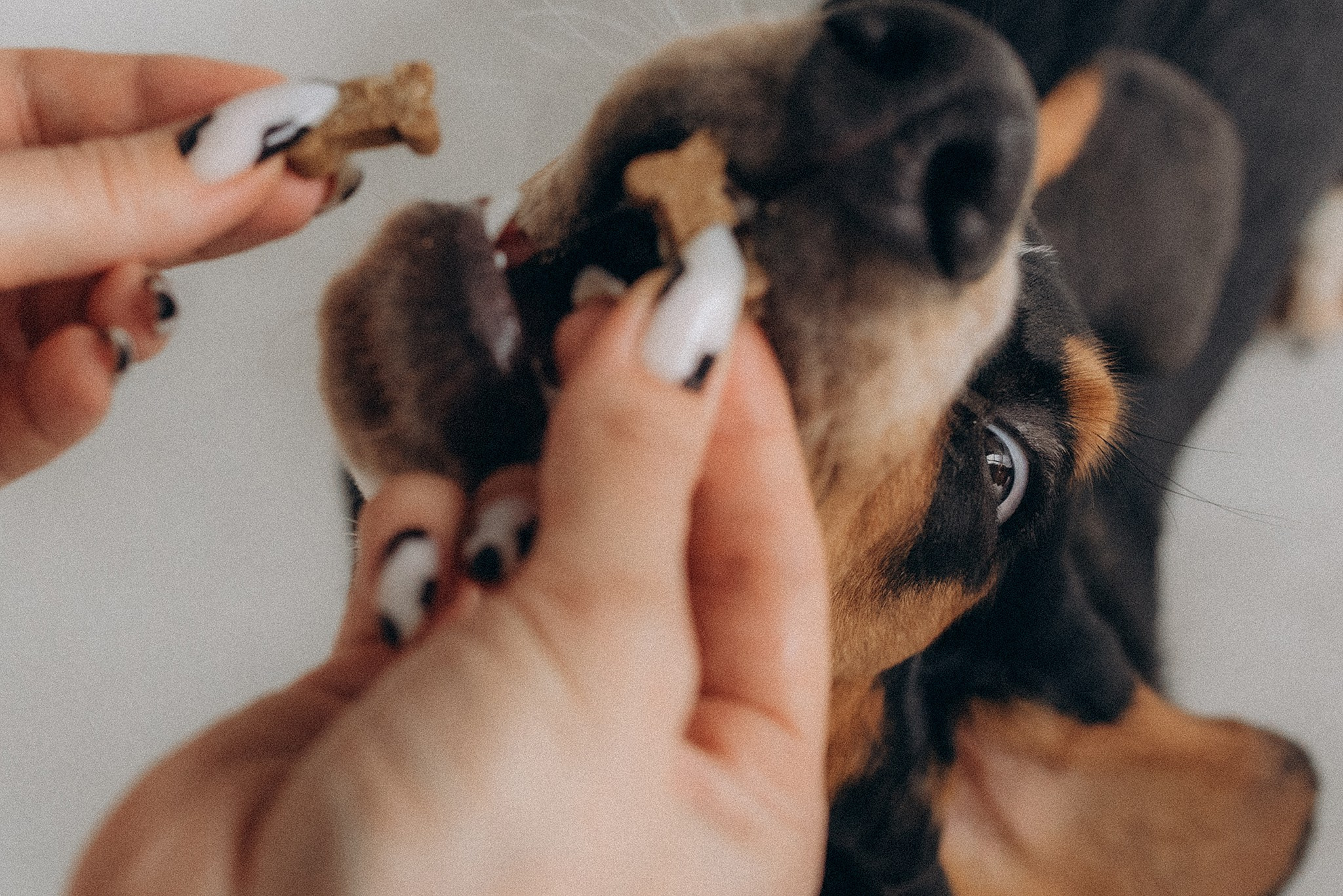 Родина Ромі. Фотограф-анімаліст Київ