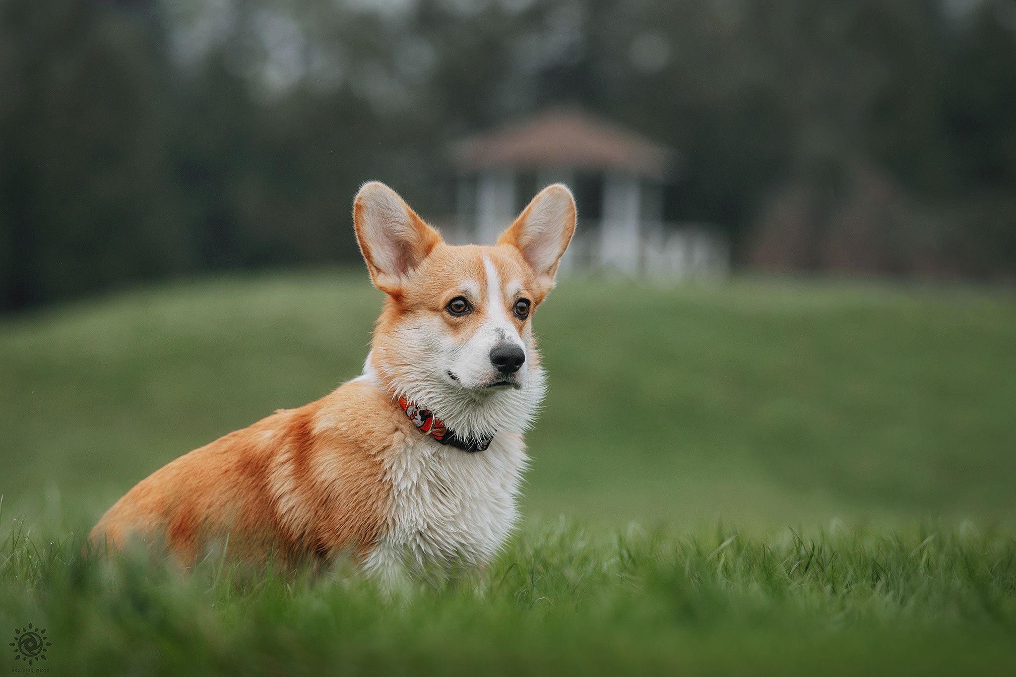 Родина Оскара. Фотограф-анімаліст Київ