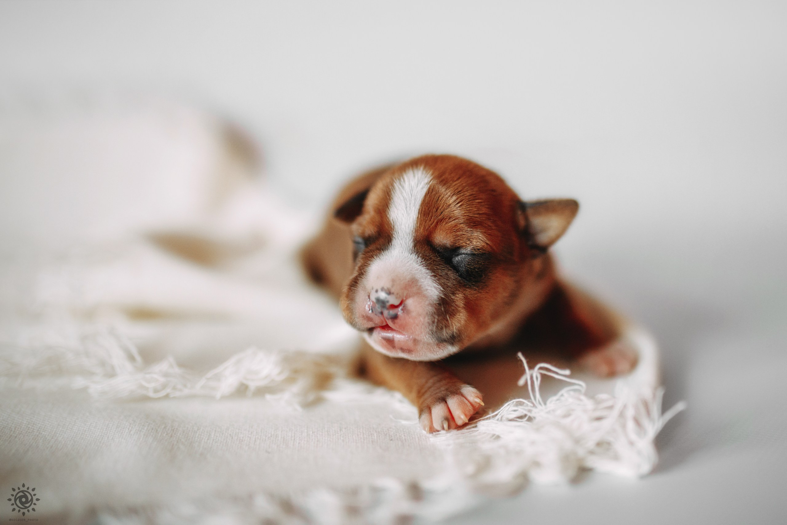 АСТ. Фотограф-анімаліст Київ