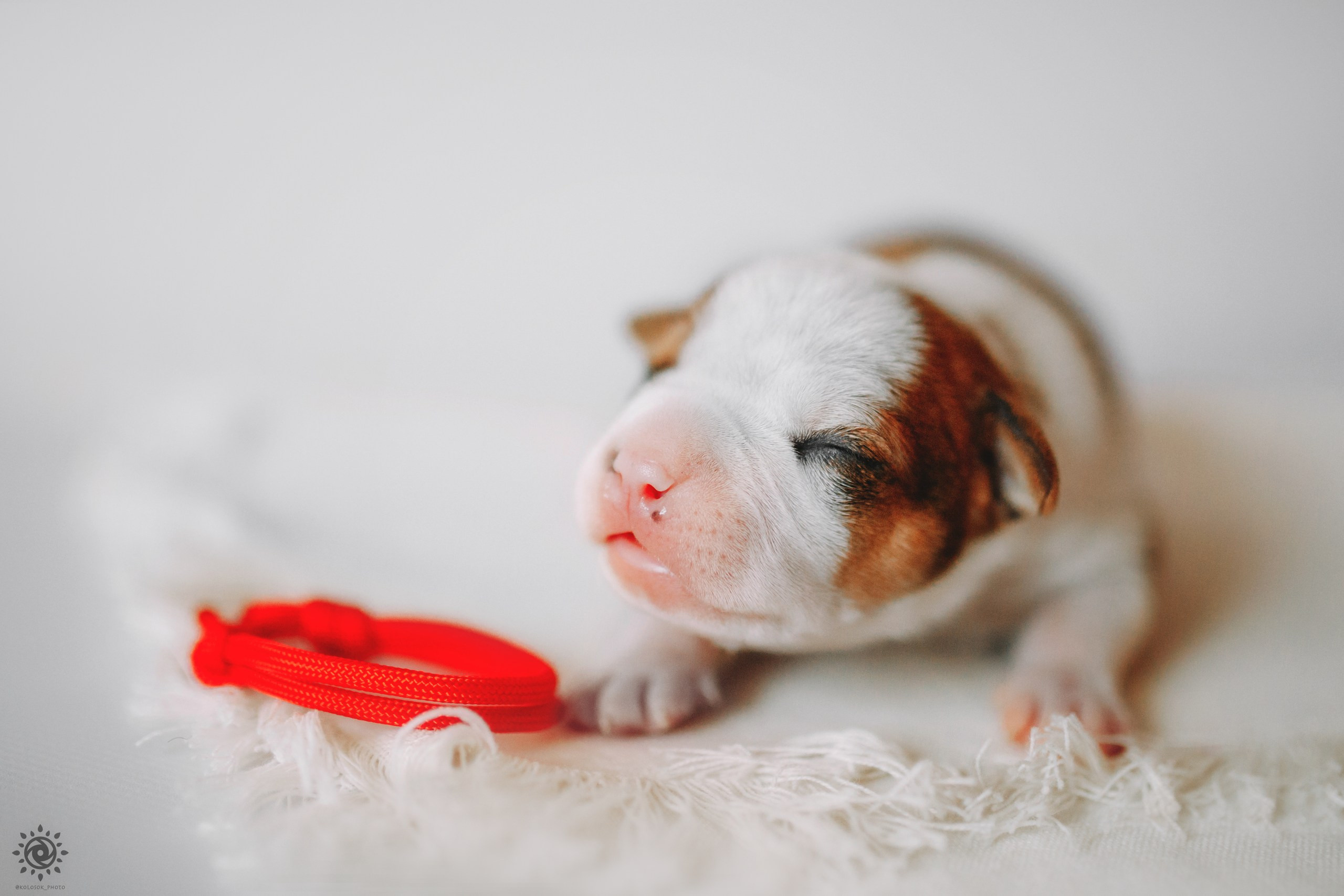 АСТ. Фотограф-анімаліст Київ