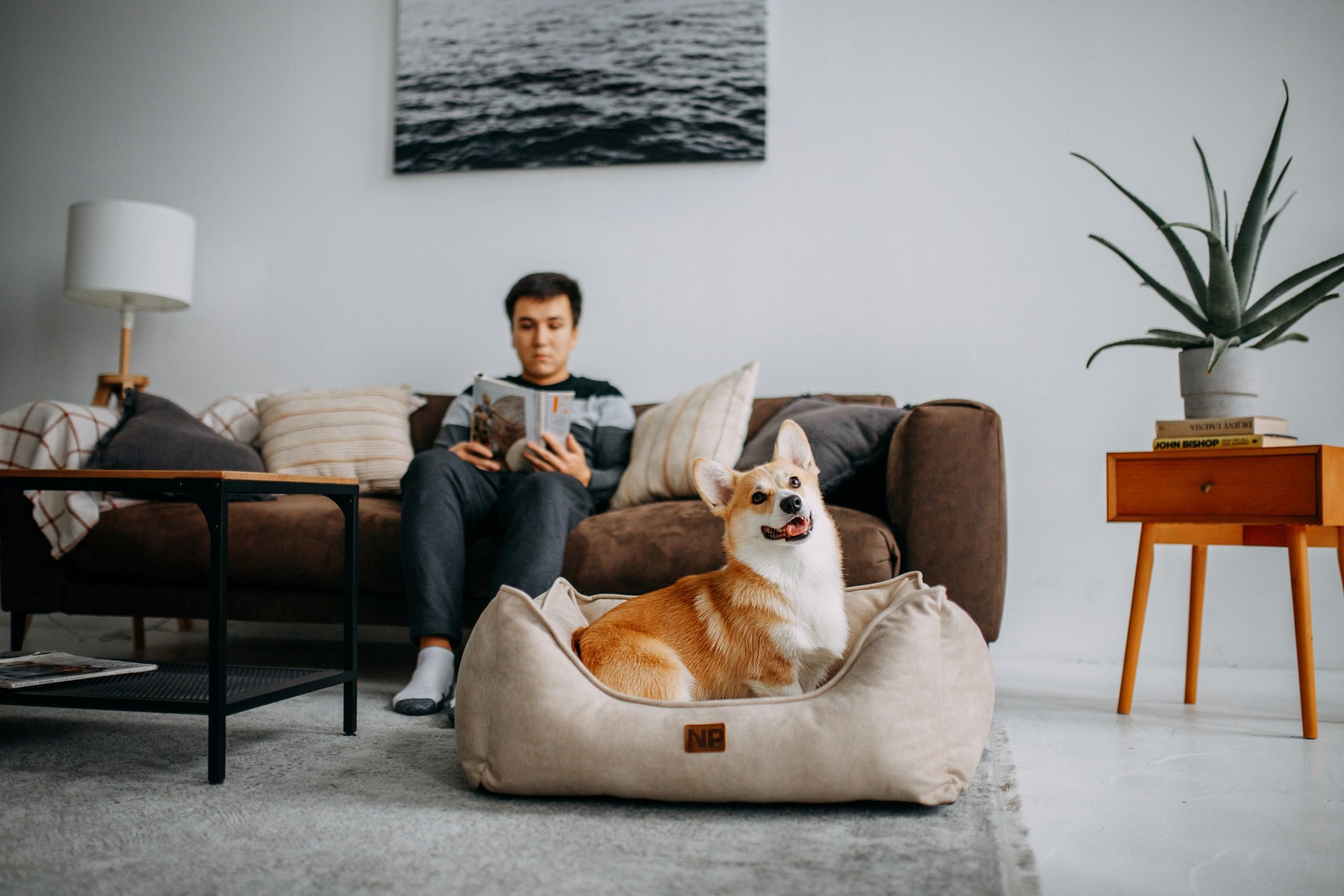 Noble Pet (зйомка лежанок). Фотограф-анімаліст Київ