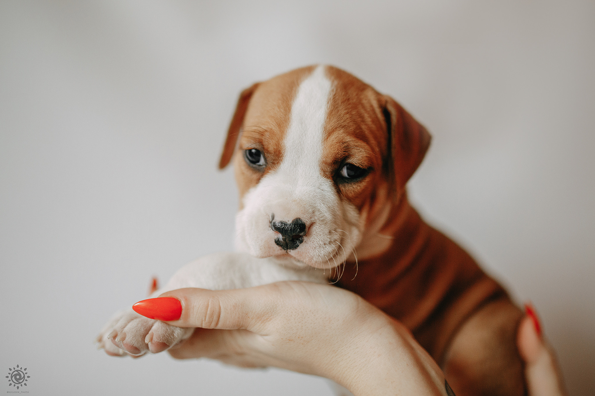 АСТ. Фотограф-анімаліст Київ