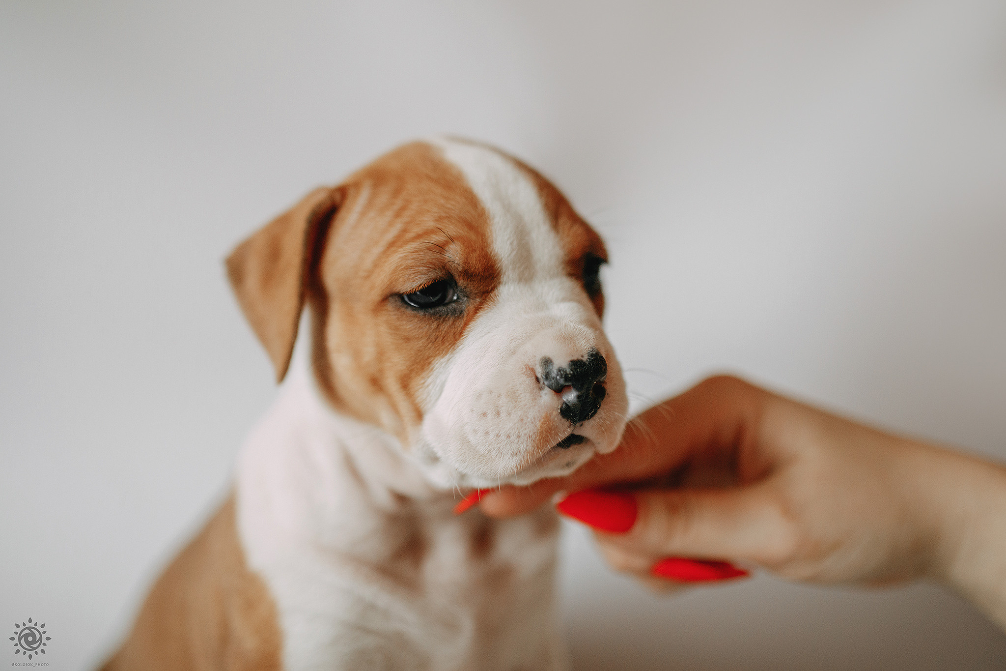 АСТ. Фотограф-анімаліст Київ