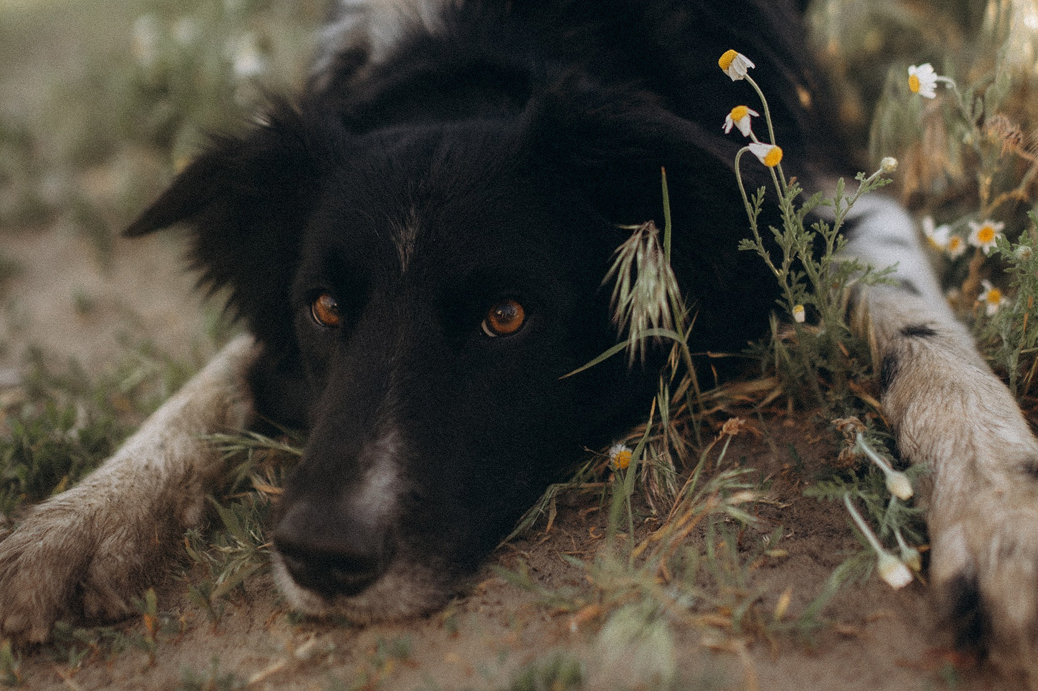 Інна та Макс з хлопцями. Фотограф-анімаліст Київ