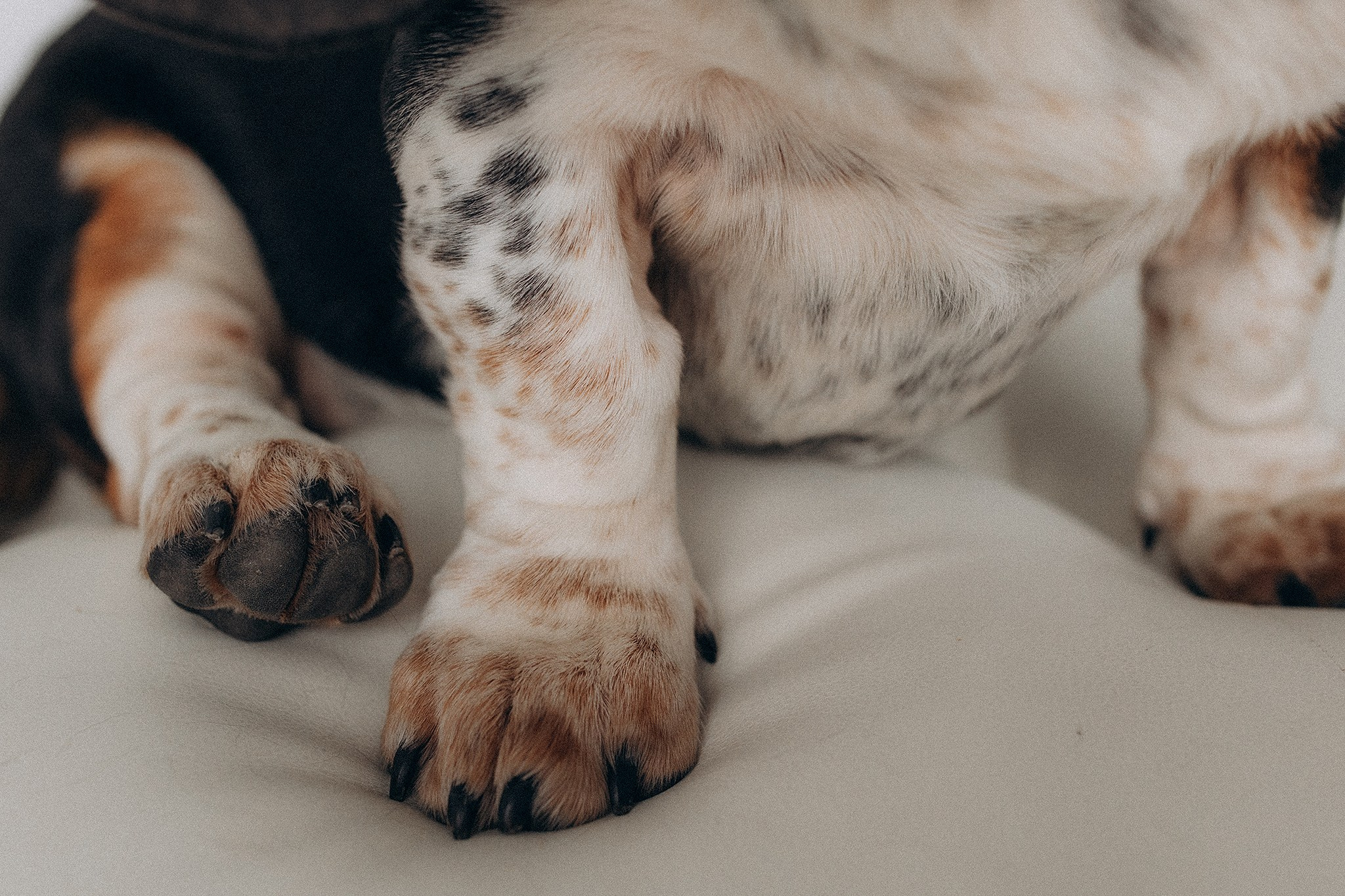 Родина Ромі. Фотограф-анімаліст Київ