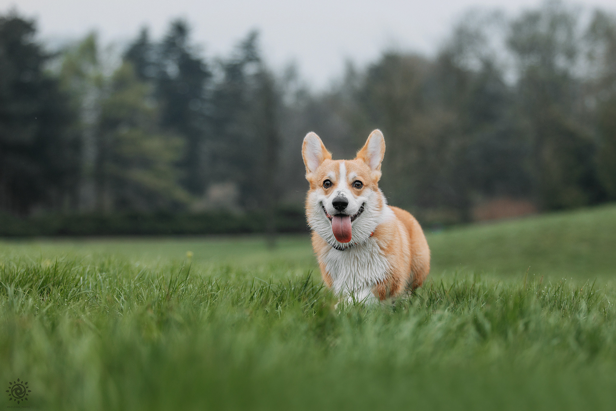 Родина Оскара. Фотограф-анімаліст Київ