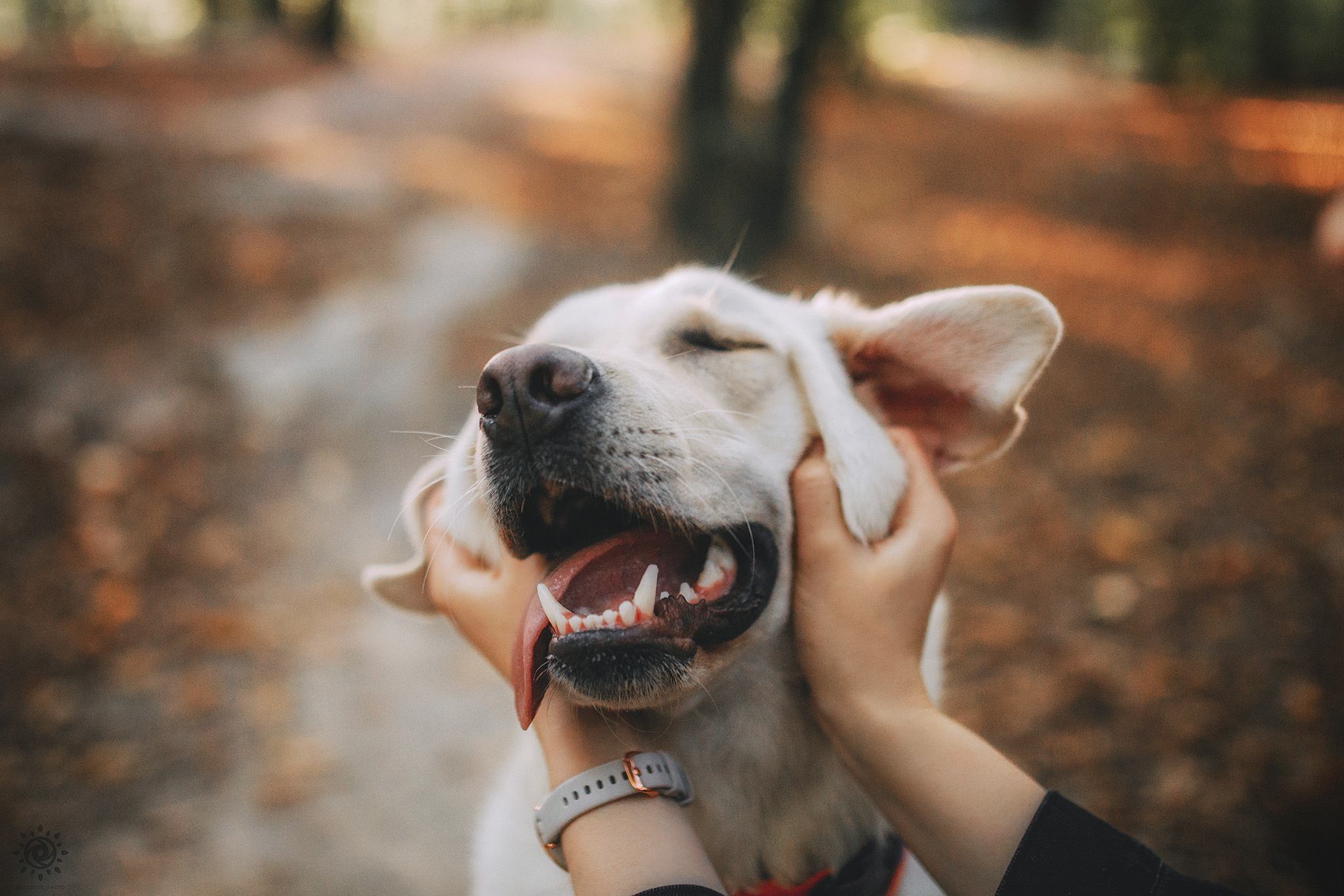 Родина Оззі. Фотограф-анімаліст Київ