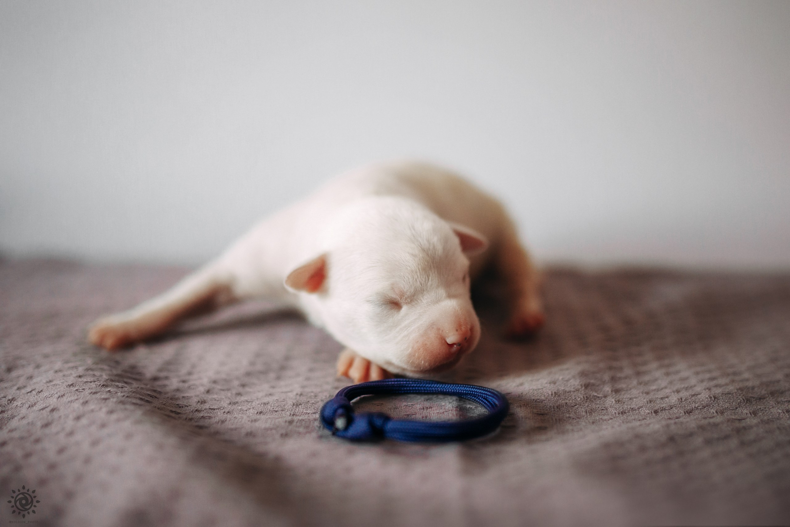 АСТ. Фотограф-анімаліст Київ