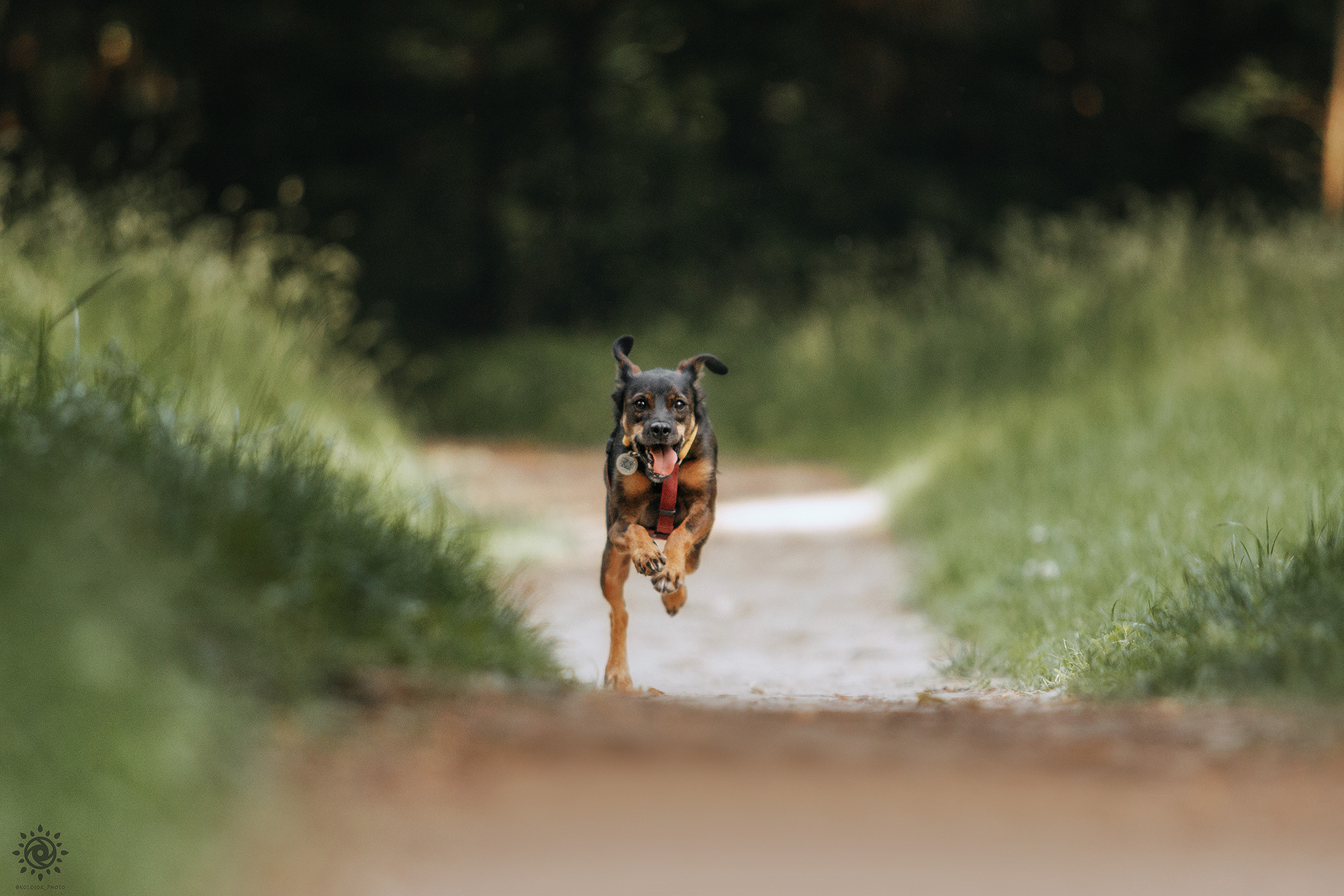 Родина Оливки. Фотограф-анімаліст Київ