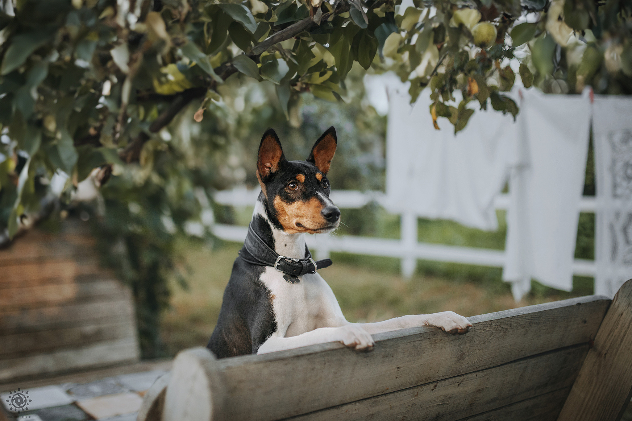 Родина Флокі. Фотограф-анімаліст Київ