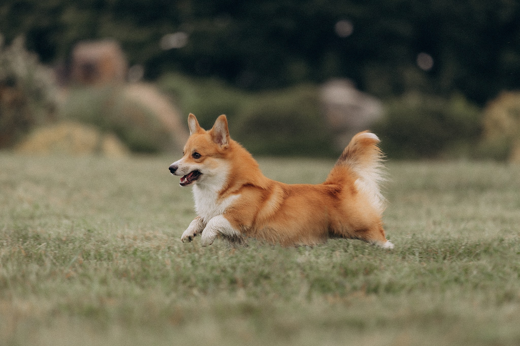 Руді та Ксюша. Фотограф-анімаліст Київ