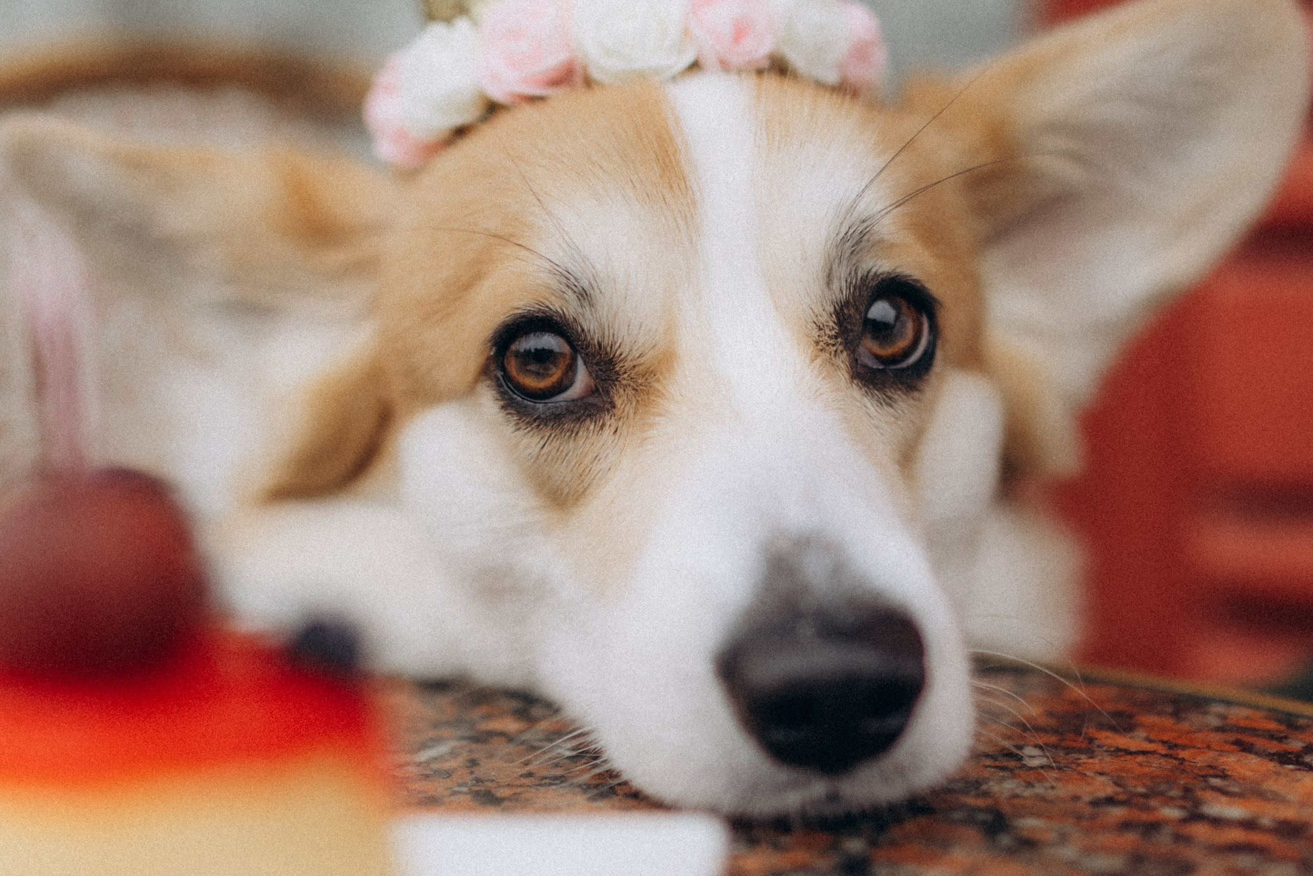 Карамелі 2 роки. Фотограф-анімаліст Київ